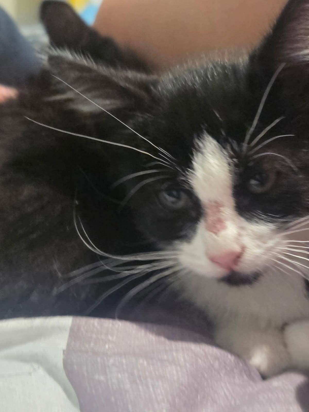 Baloo, Adoptable, Young Female Domestic Short Hair.