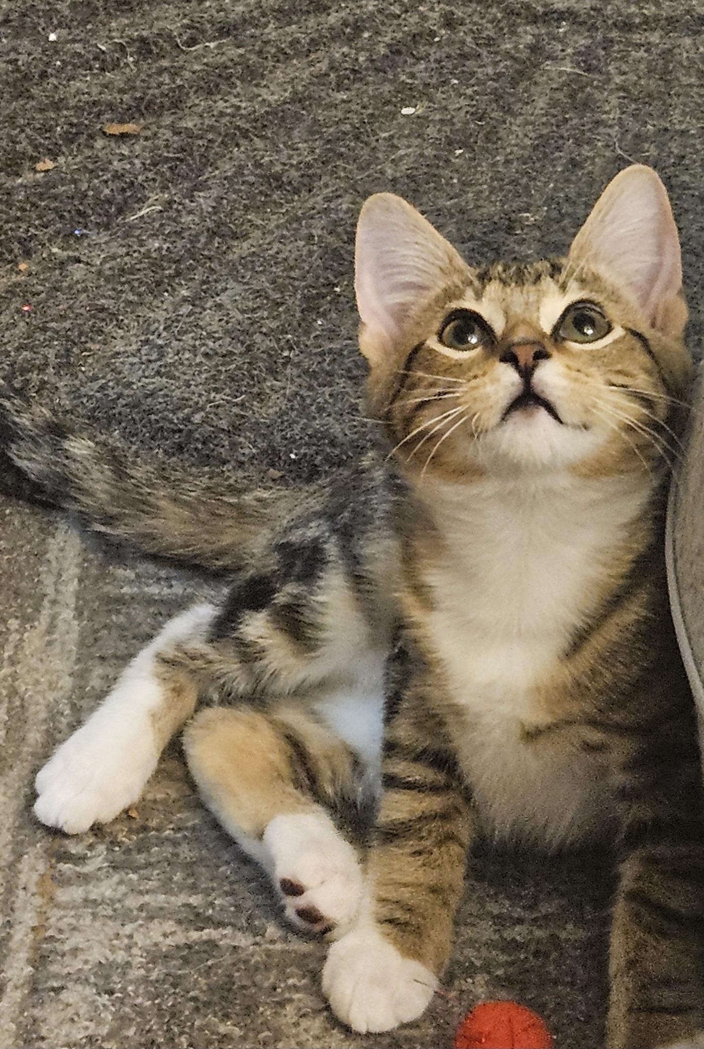 Peanut, Adopted, Kitten Male Domestic Short Hair.