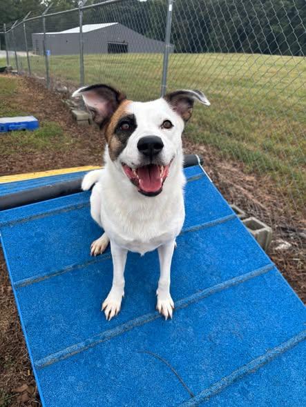 Ms. MAGGIE, Adoptable, Adult Female Border Collie & Jack Russell Terrier.