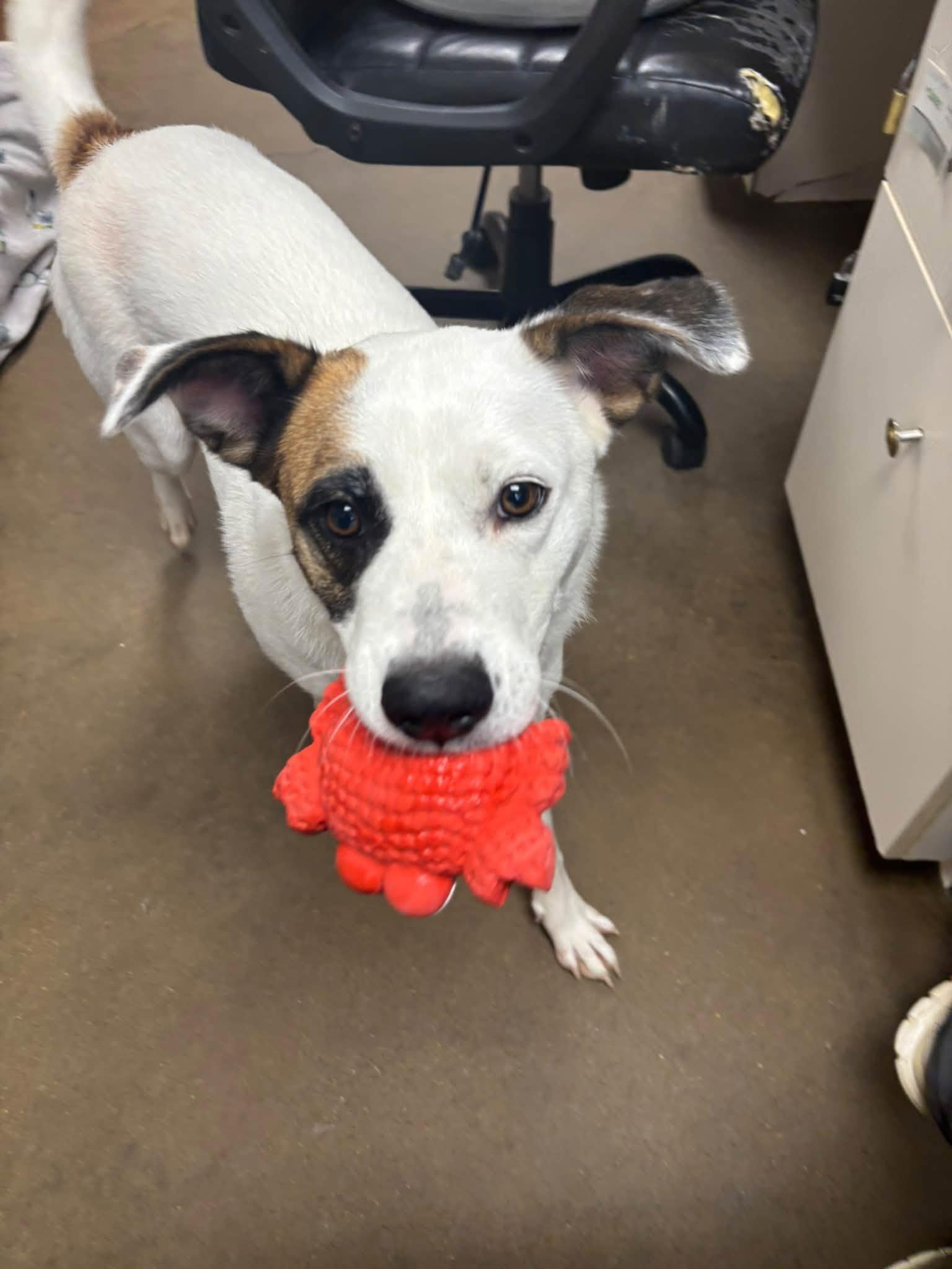 Enlarge Ms. MAGGIE, a Adoptable mixed breed in Cullman, AL image 3/6