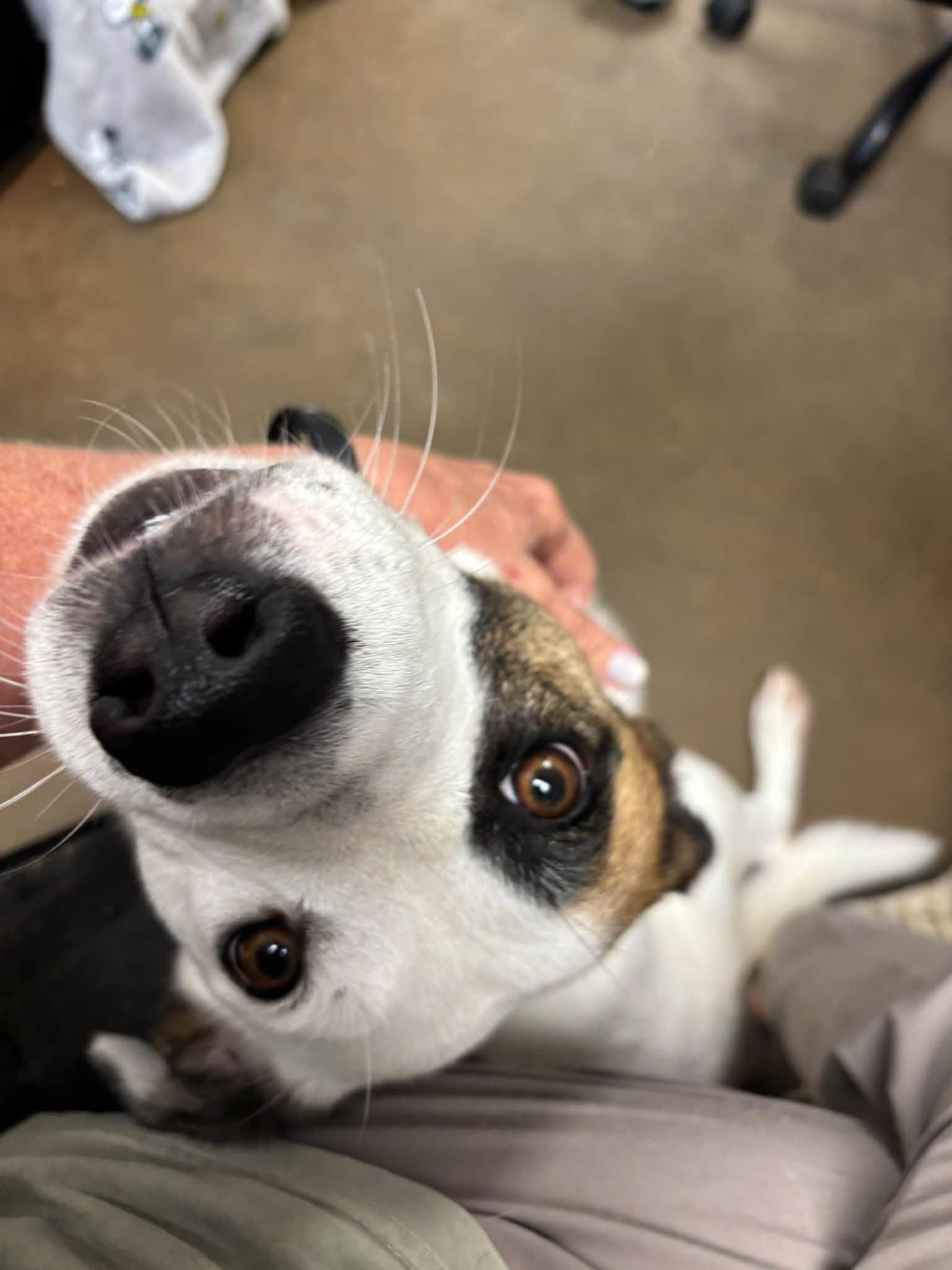 Enlarge Ms. MAGGIE, a Adoptable mixed breed in Cullman, AL image 2/6