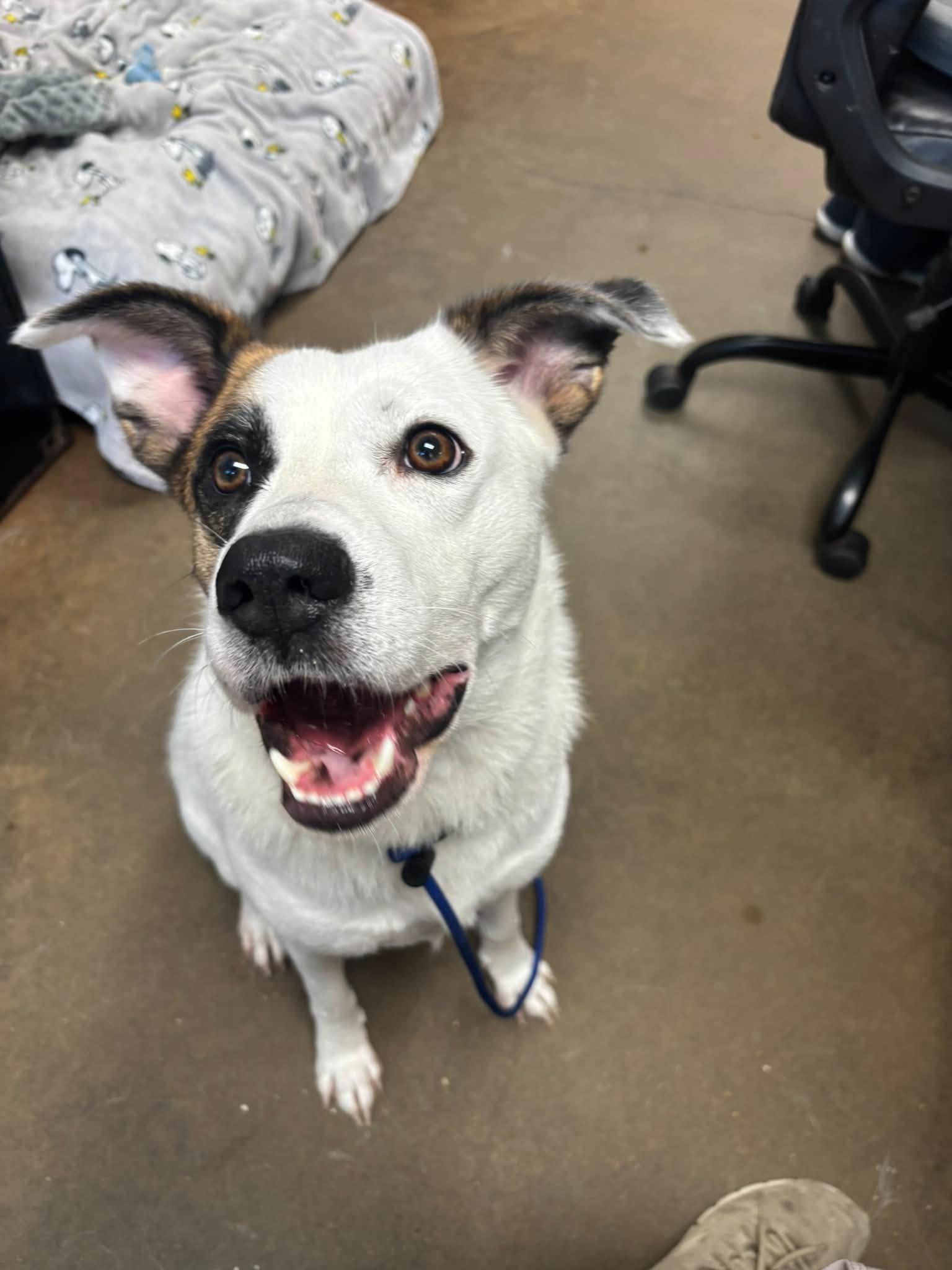 Enlarge Ms. MAGGIE, a Adoptable mixed breed in Cullman, AL image 6/6