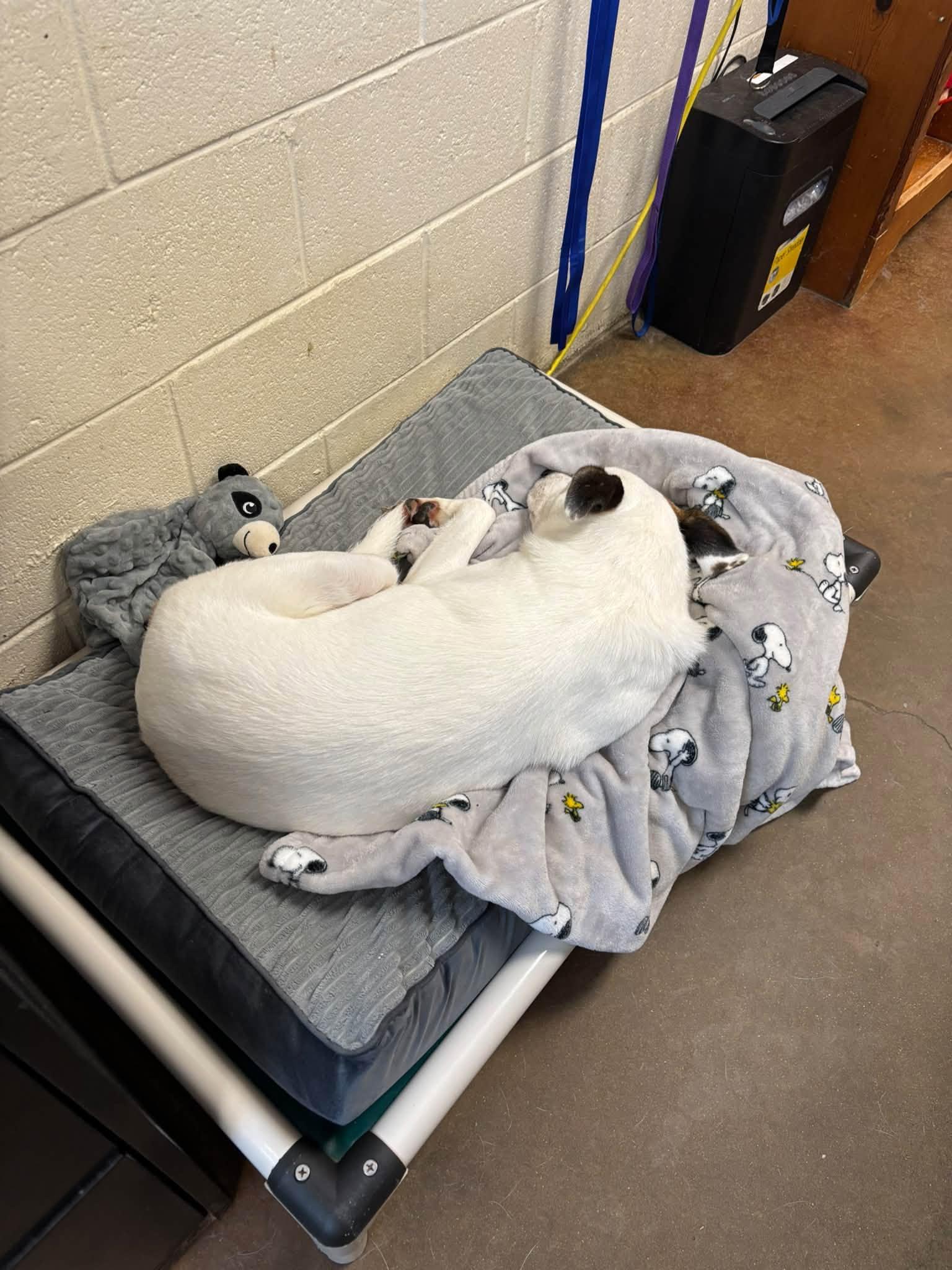 Enlarge Ms. MAGGIE, a Adoptable mixed breed in Cullman, AL image 4/6
