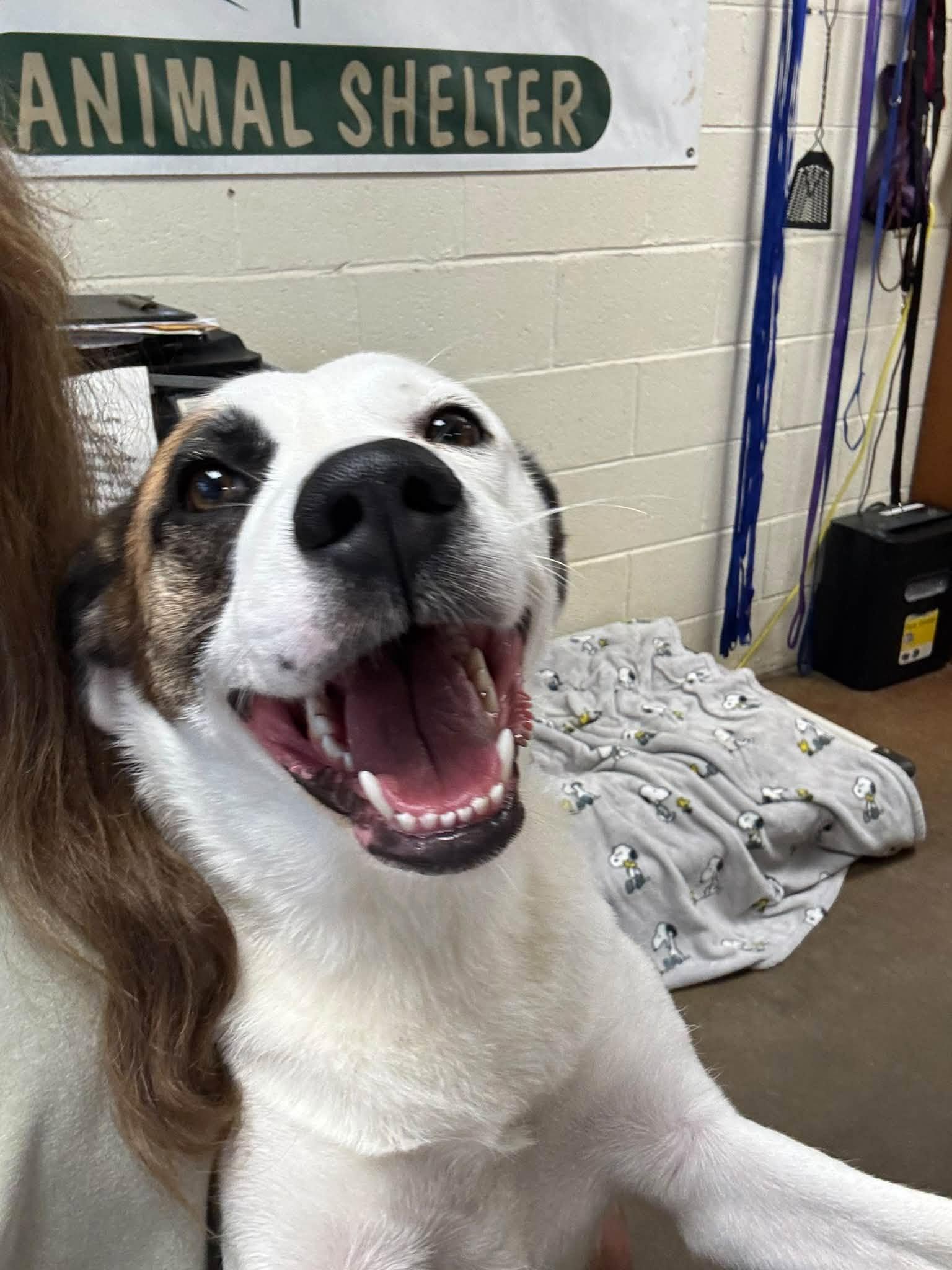 Enlarge Ms. MAGGIE, a Adoptable mixed breed in Cullman, AL image 5/6