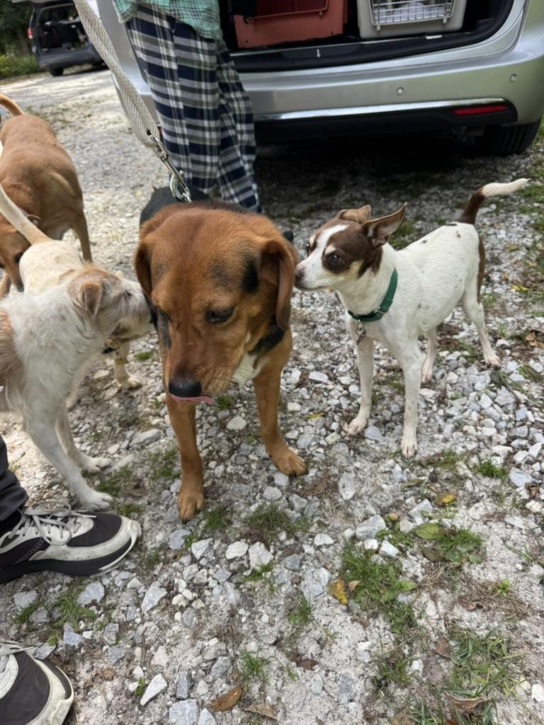 Enlarge Sosa, a Adoptable mixed breed in Wingdale, NY image 3/3