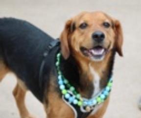 Enlarge Sosa, a Adoptable mixed breed in Wingdale, NY image 2/3