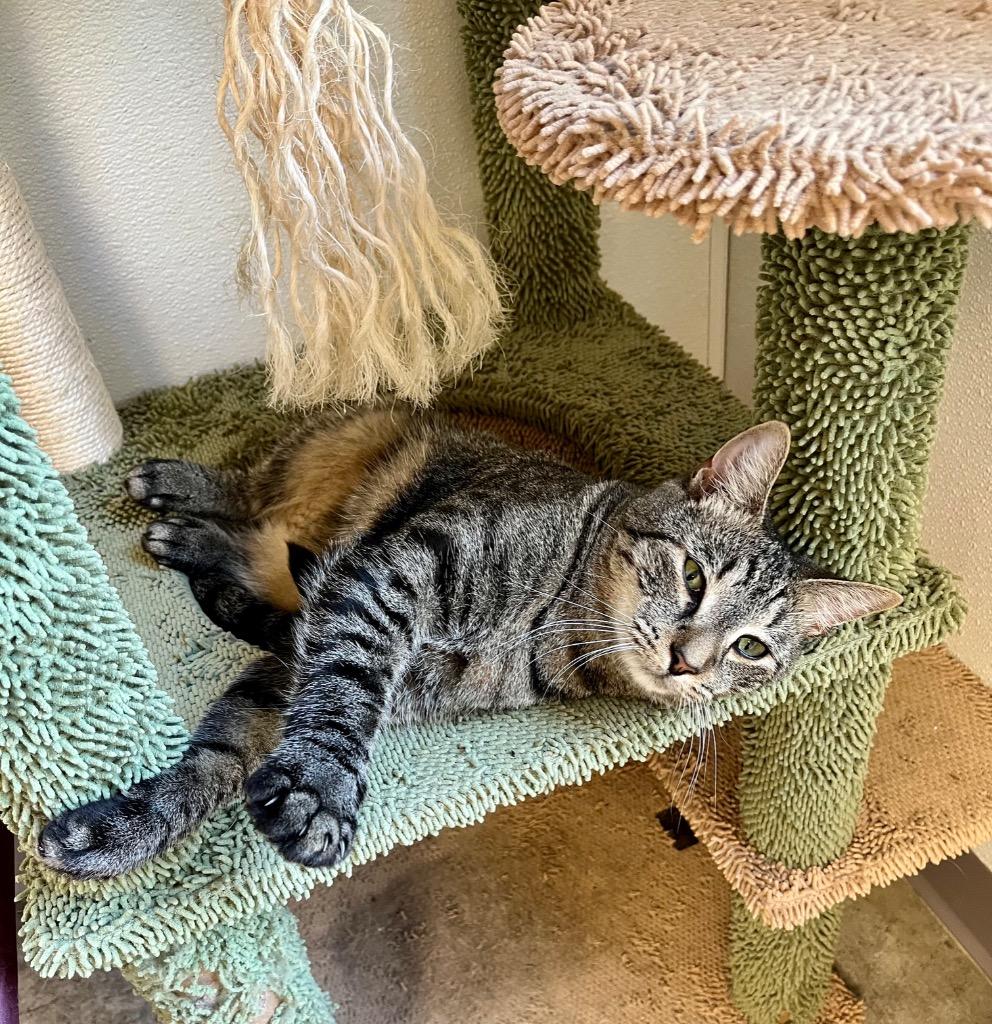 Mac, Adoptable, Young Male Domestic Short Hair.