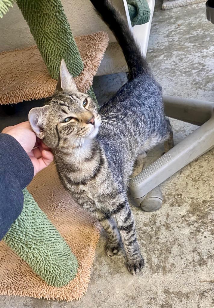 Enlarge Mac, a Adoptable mixed breed in Clinton, SC image 2/3