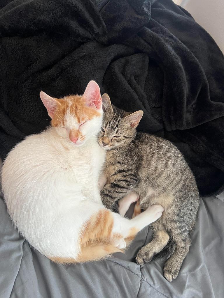 Enlarge Mac, a Adoptable mixed breed in Clinton, SC image 3/3