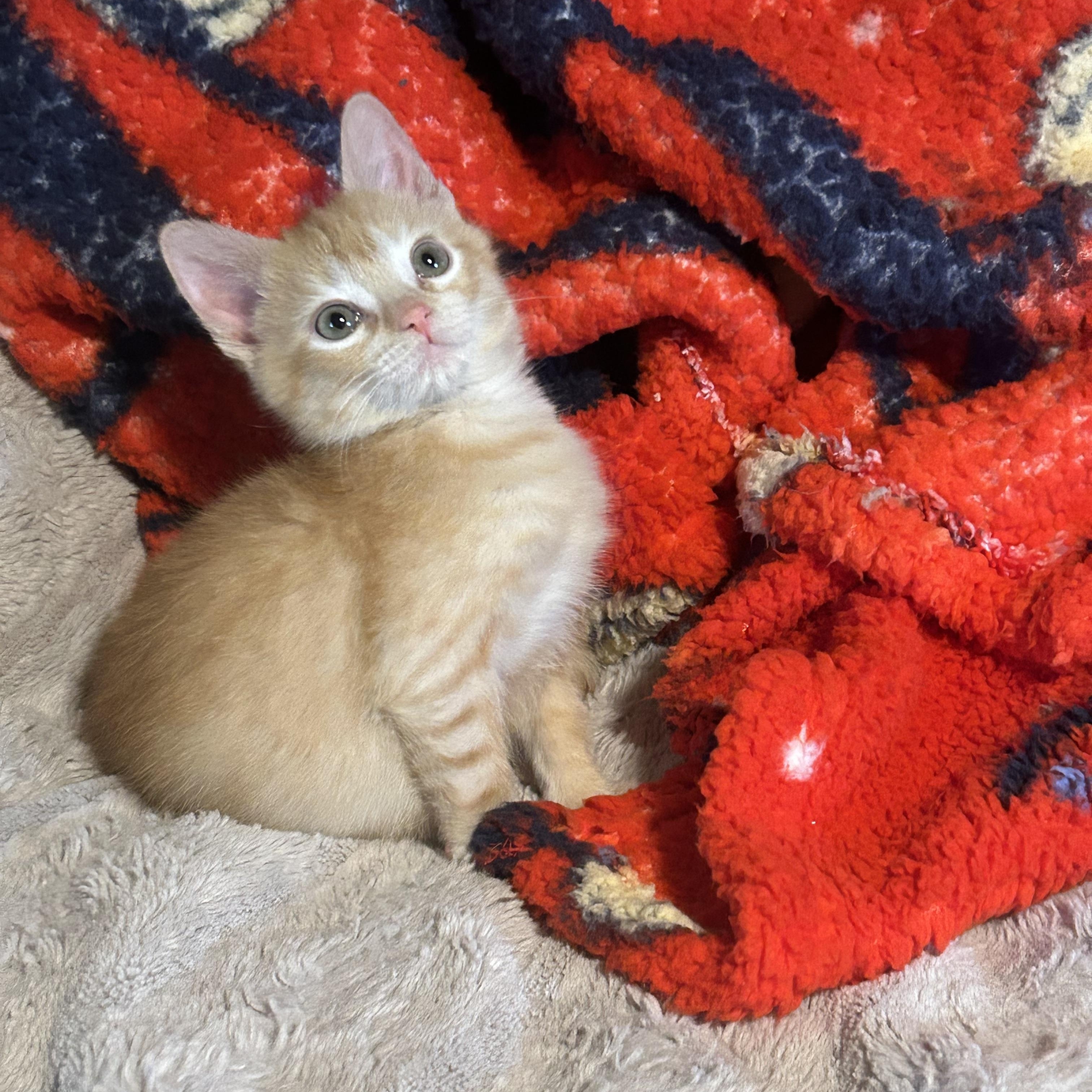 Enlarge Casper (*part of bonded pair), an adopted Domestic Medium Hair in Hellertown, PA image 2/4