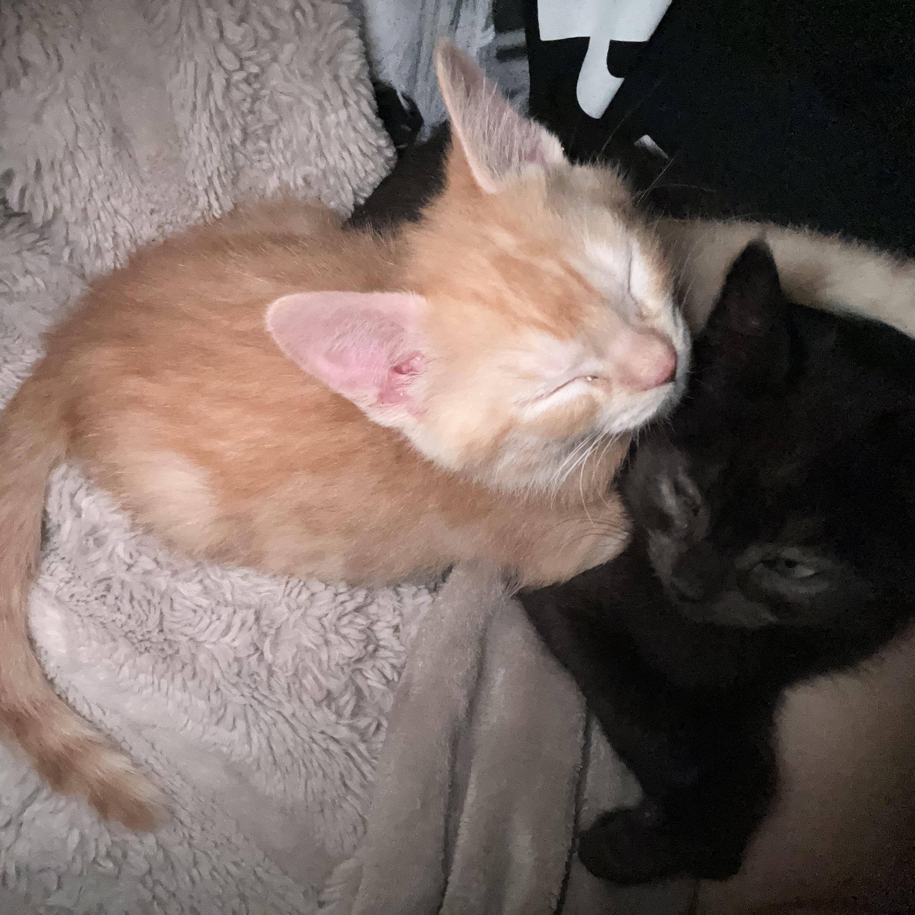 Enlarge Casper (*part of bonded pair), an adopted Domestic Medium Hair in Hellertown, PA image 3/4