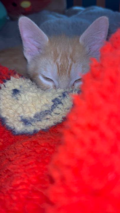 Enlarge Casper (*part of bonded pair), an adopted Domestic Medium Hair in Hellertown, PA video 4/4