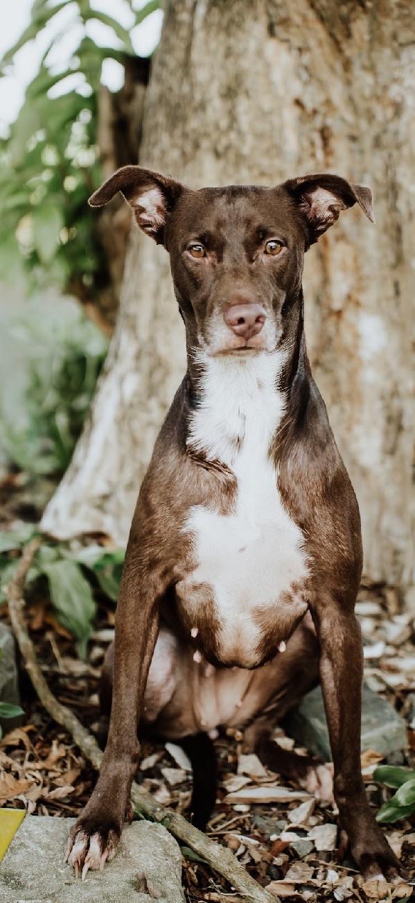 Canela, ADOPTABLE, Adult Female Chocolate Labrador Retriever.