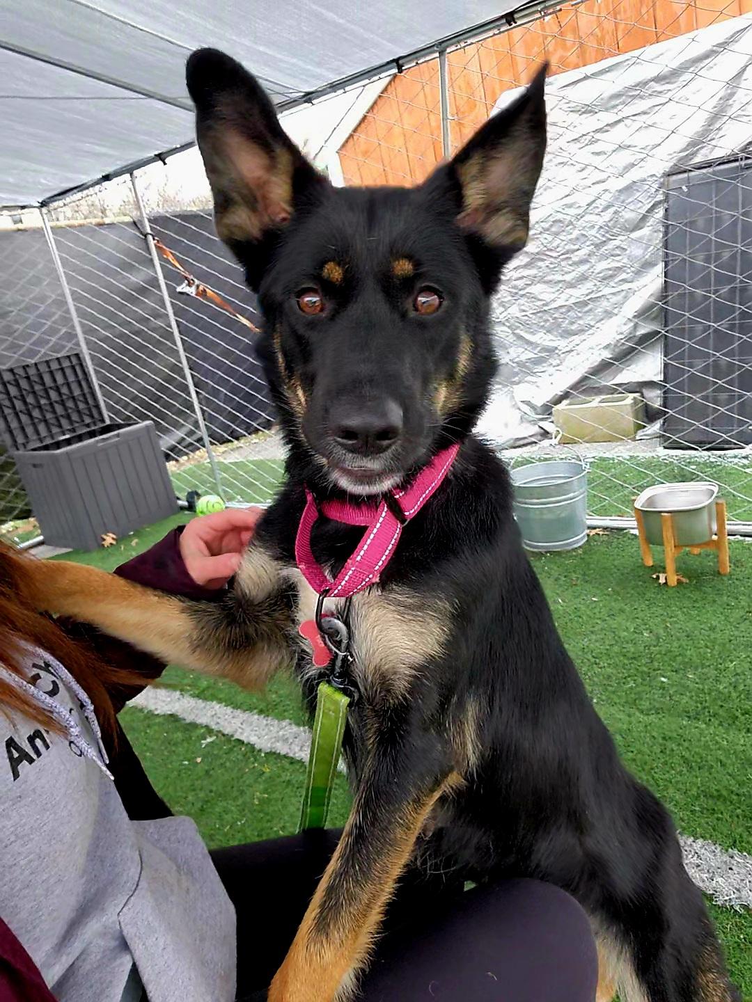 Cinny, ADOPTABLE, Young Female German Shepherd Dog.
