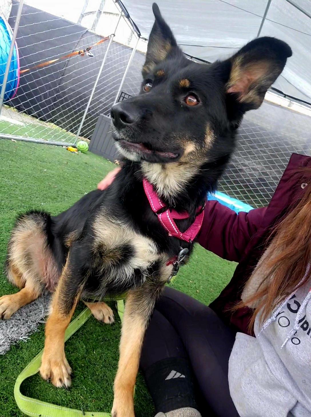 Cinny, a ADOPTABLE mixed breed in Warren, OH image 2/2