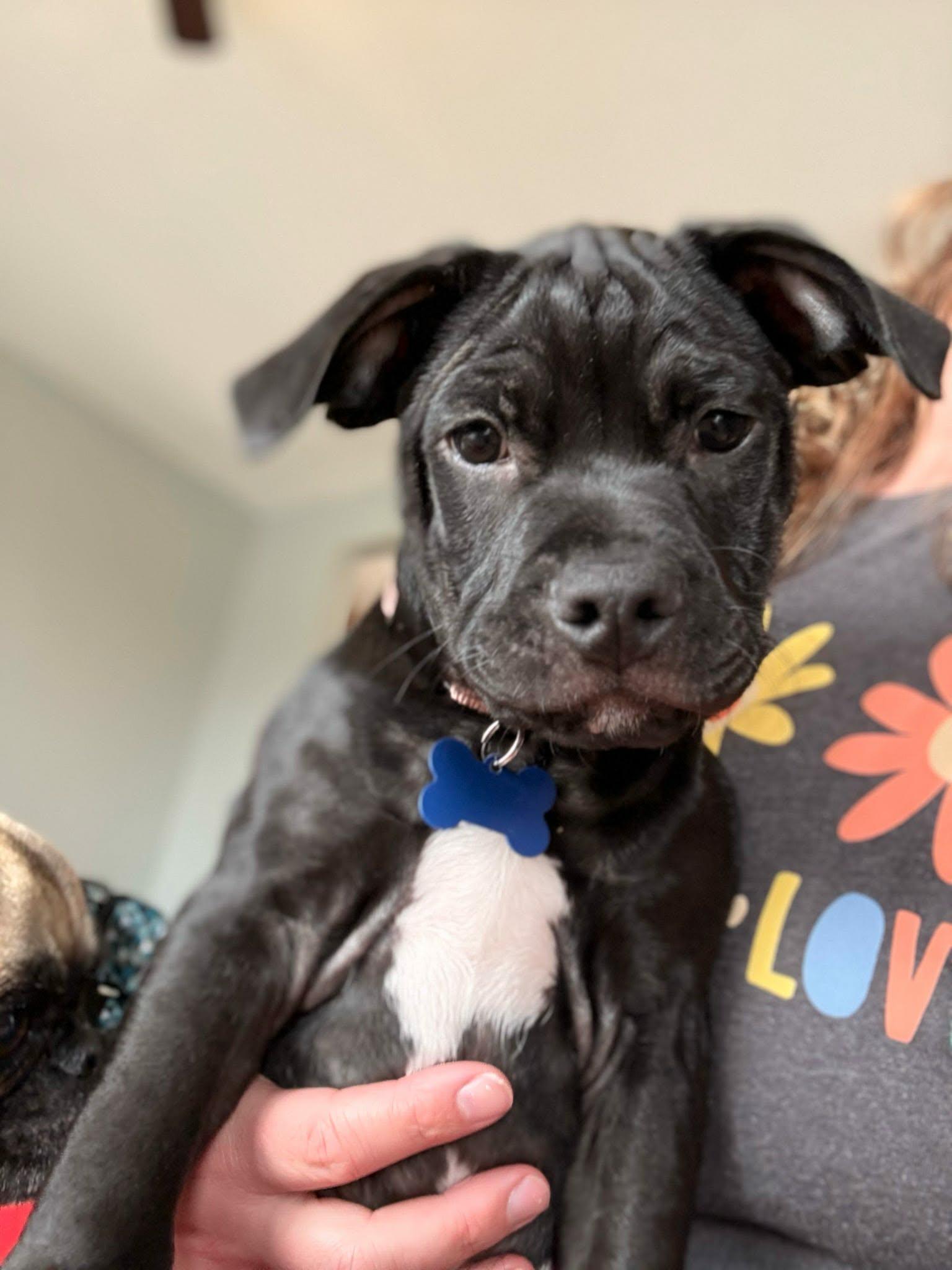 Enlarge Papi, a ADOPTABLE mixed breed in De Pere, WI image 3/3