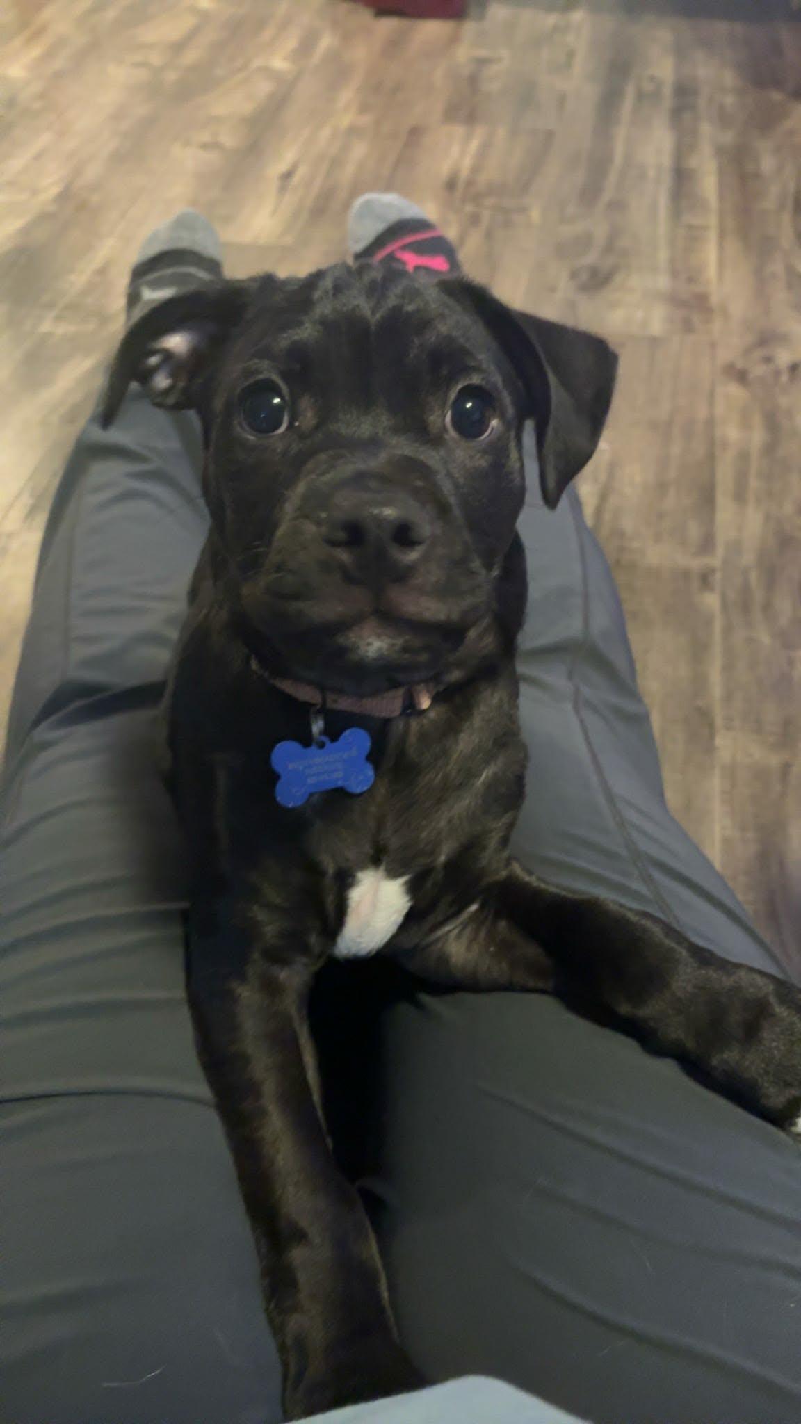 Enlarge Papi, a ADOPTABLE mixed breed in De Pere, WI image 2/3