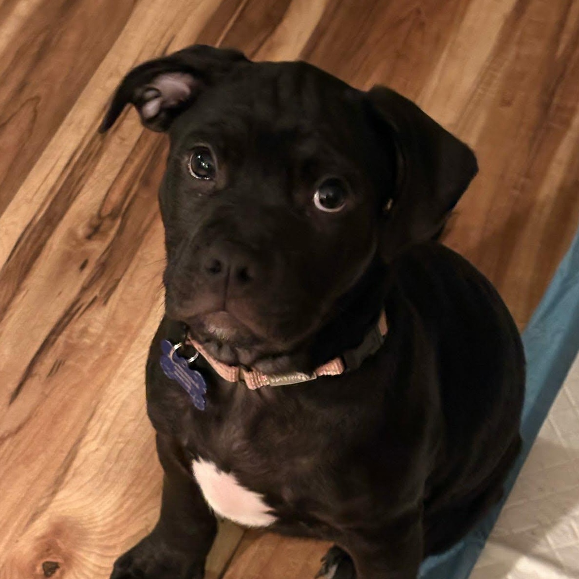 Enlarge Papi, a ADOPTABLE mixed breed in De Pere, WI image 1/3