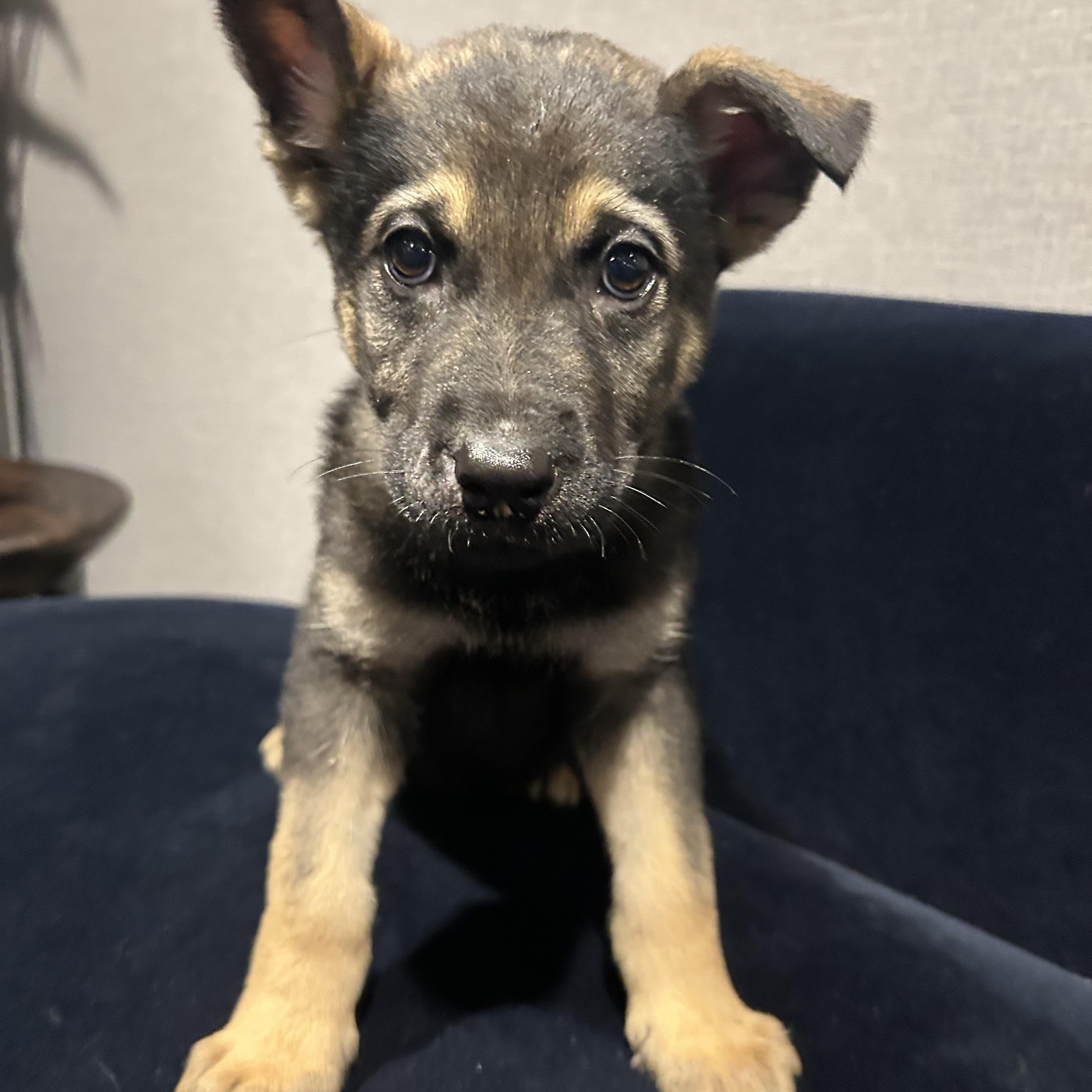 Enlarge Cypress, a ADOPTABLE Mixed Breed in Saskatoon, SK image 5/5