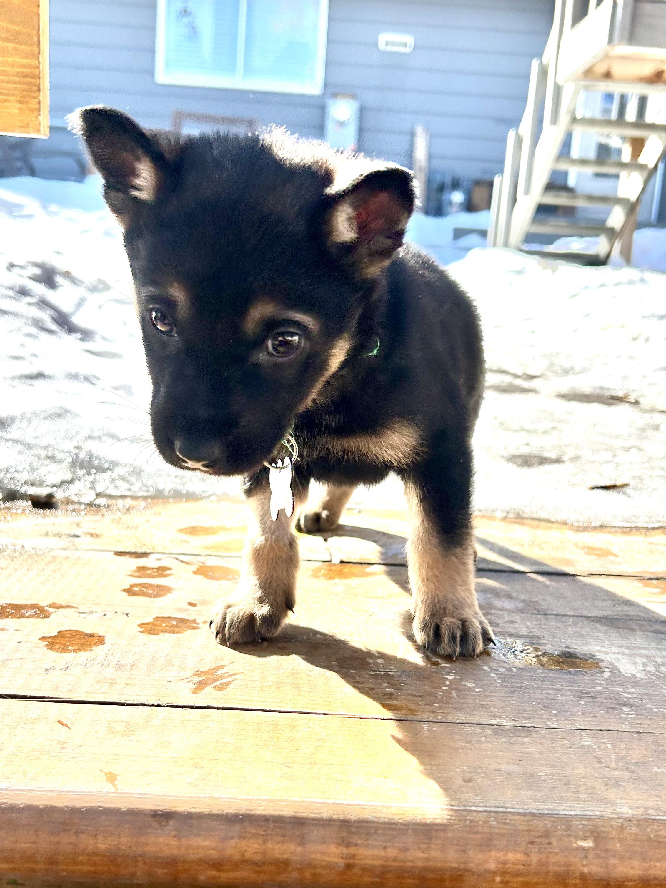 Enlarge Cypress, a ADOPTABLE Mixed Breed in Saskatoon, SK image 2/5