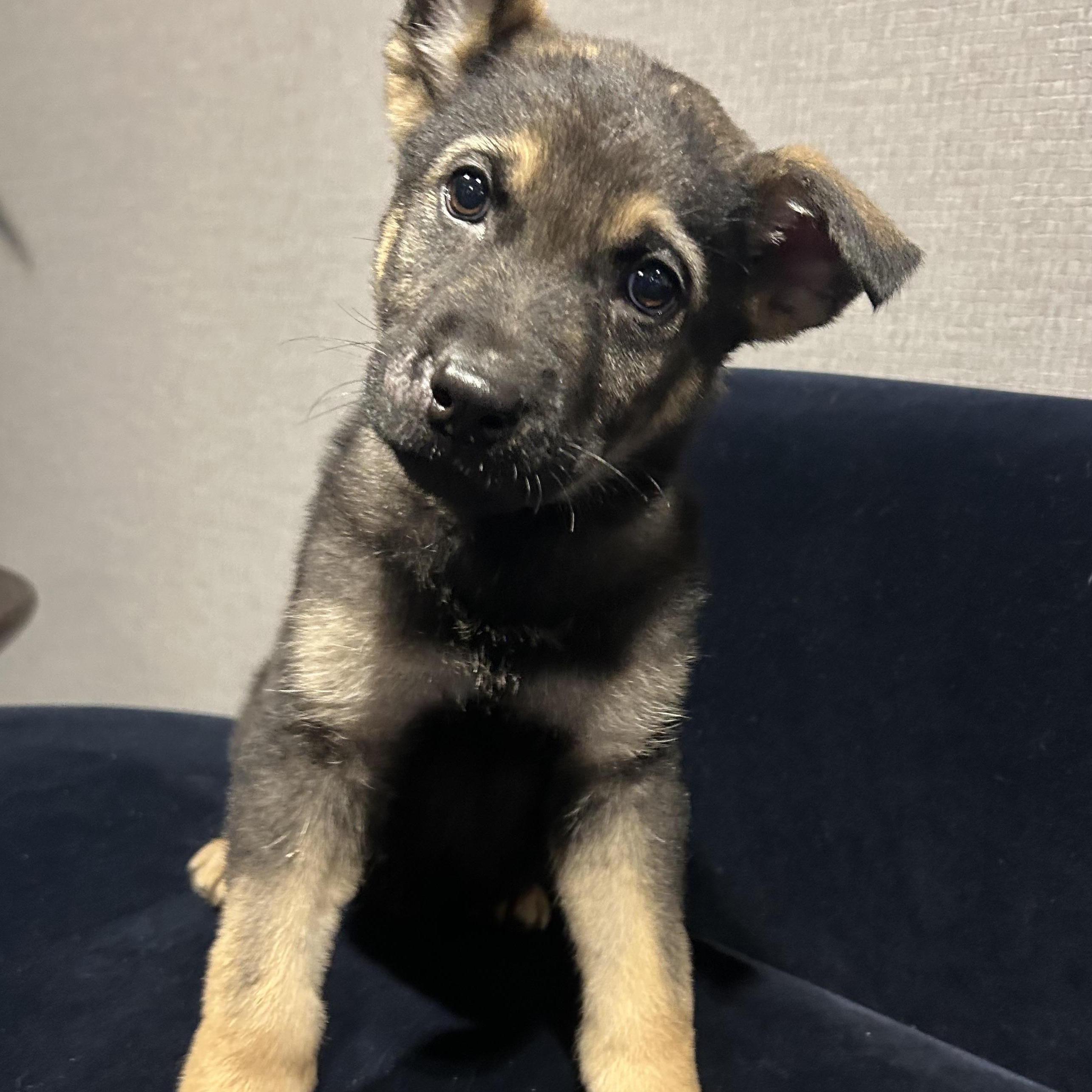 Cypress, ADOPTABLE, Puppy Male Mixed Breed.