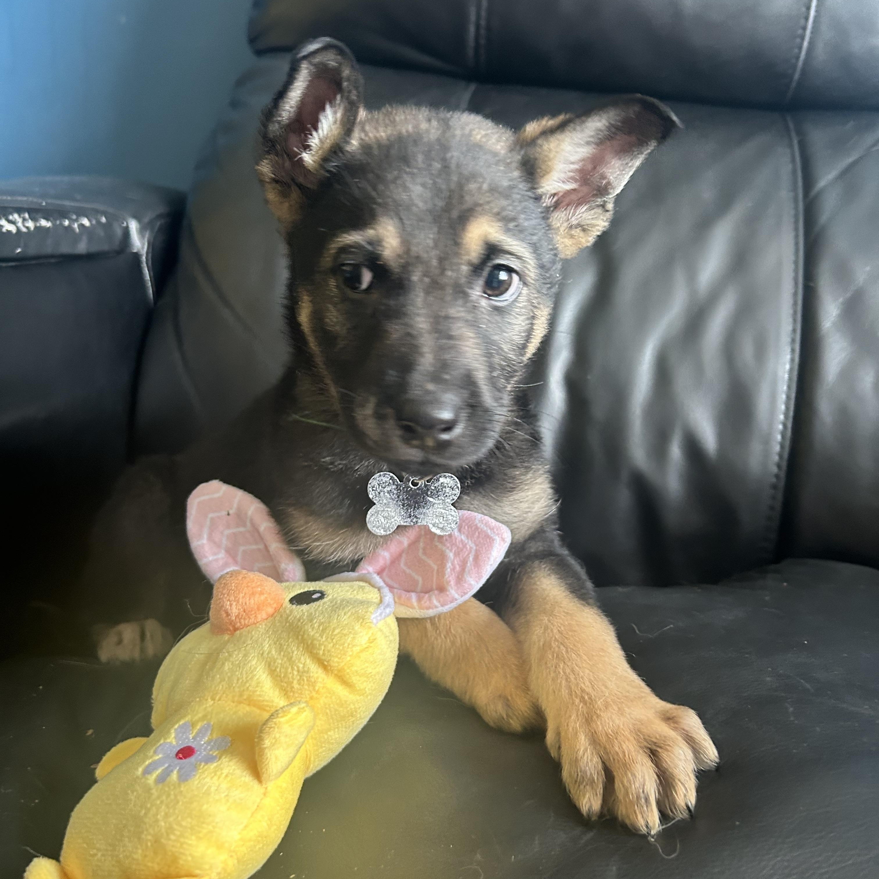 Enlarge Cypress, a ADOPTABLE Mixed Breed in Saskatoon, SK image 1/5