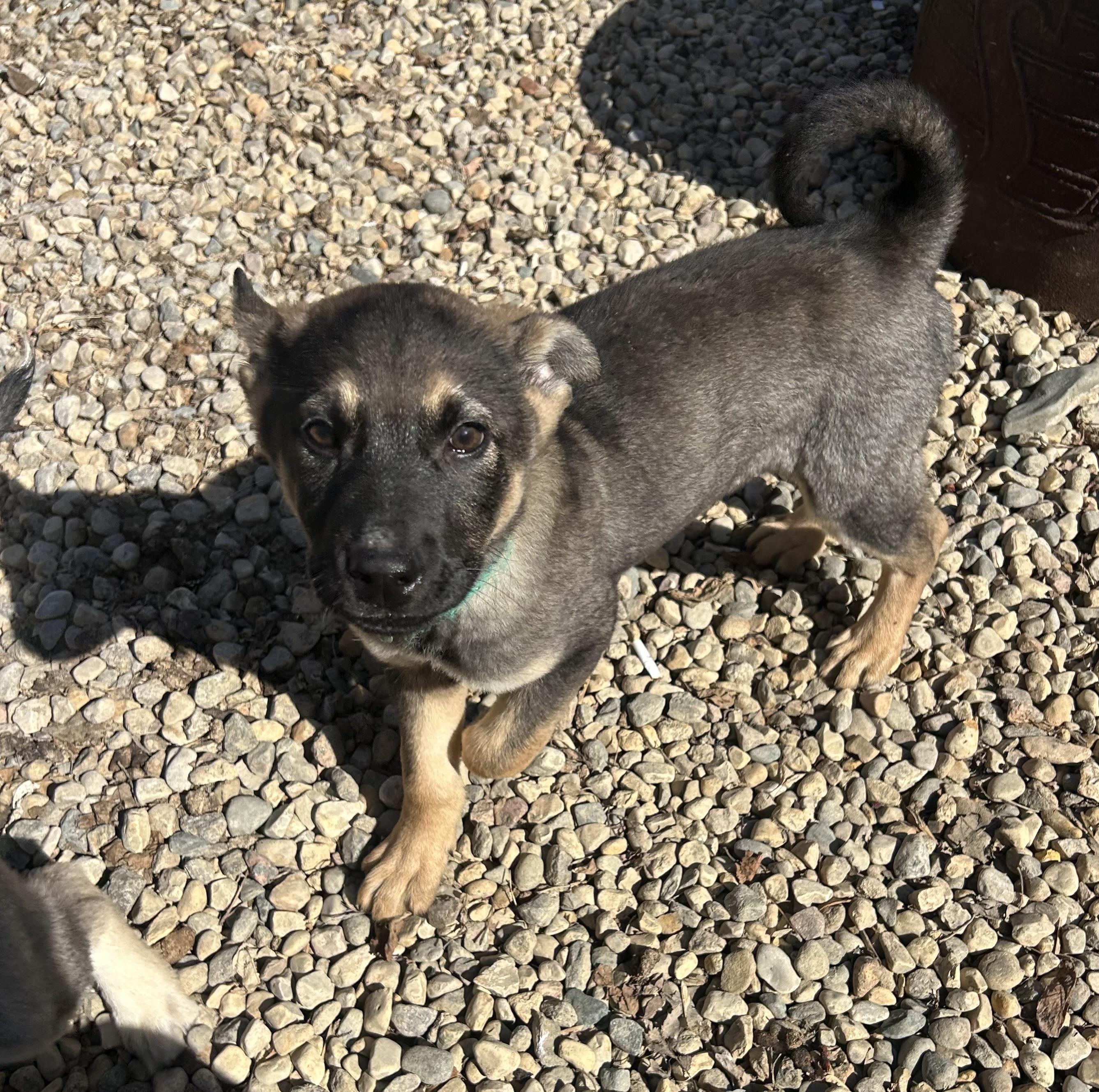 Cypress, ADOPTABLE, Puppy Male Mixed Breed.