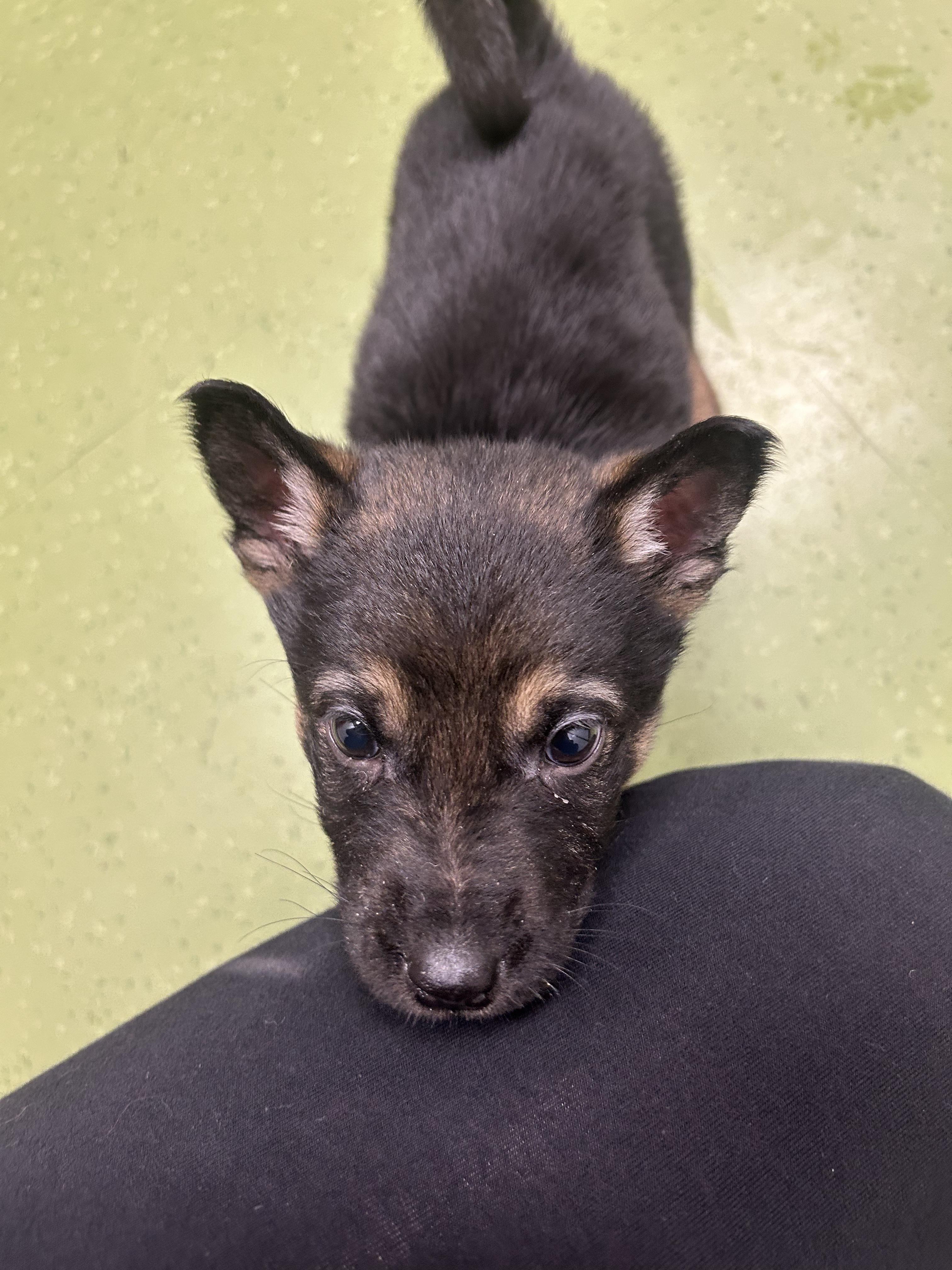 Enlarge Cypress, a ADOPTABLE Mixed Breed in Saskatoon, SK image 3/5