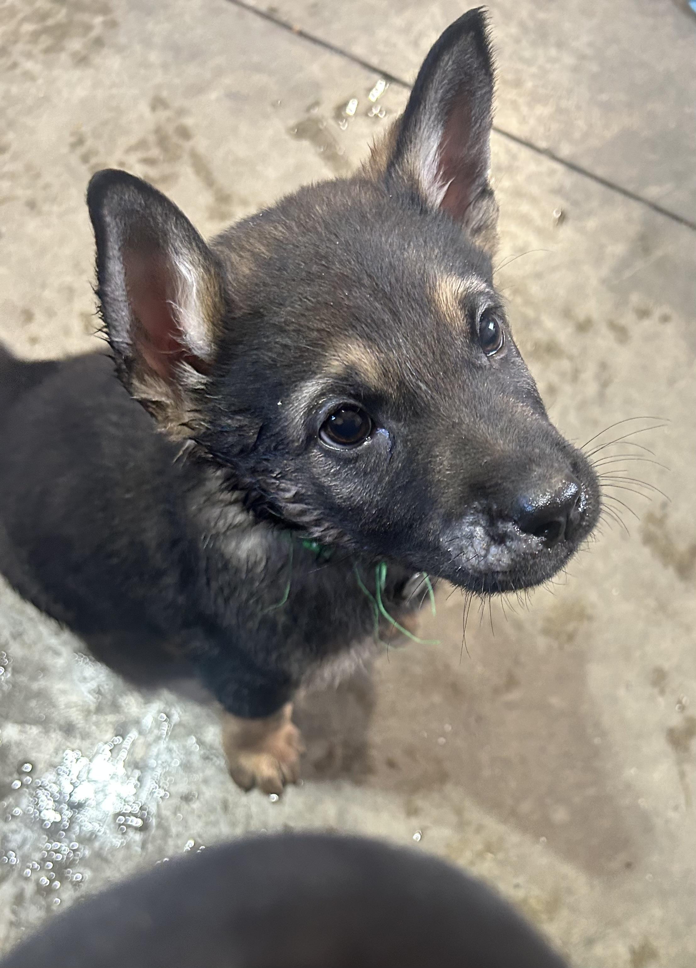 Enlarge Cypress, a ADOPTABLE Mixed Breed in Saskatoon, SK image 1/5