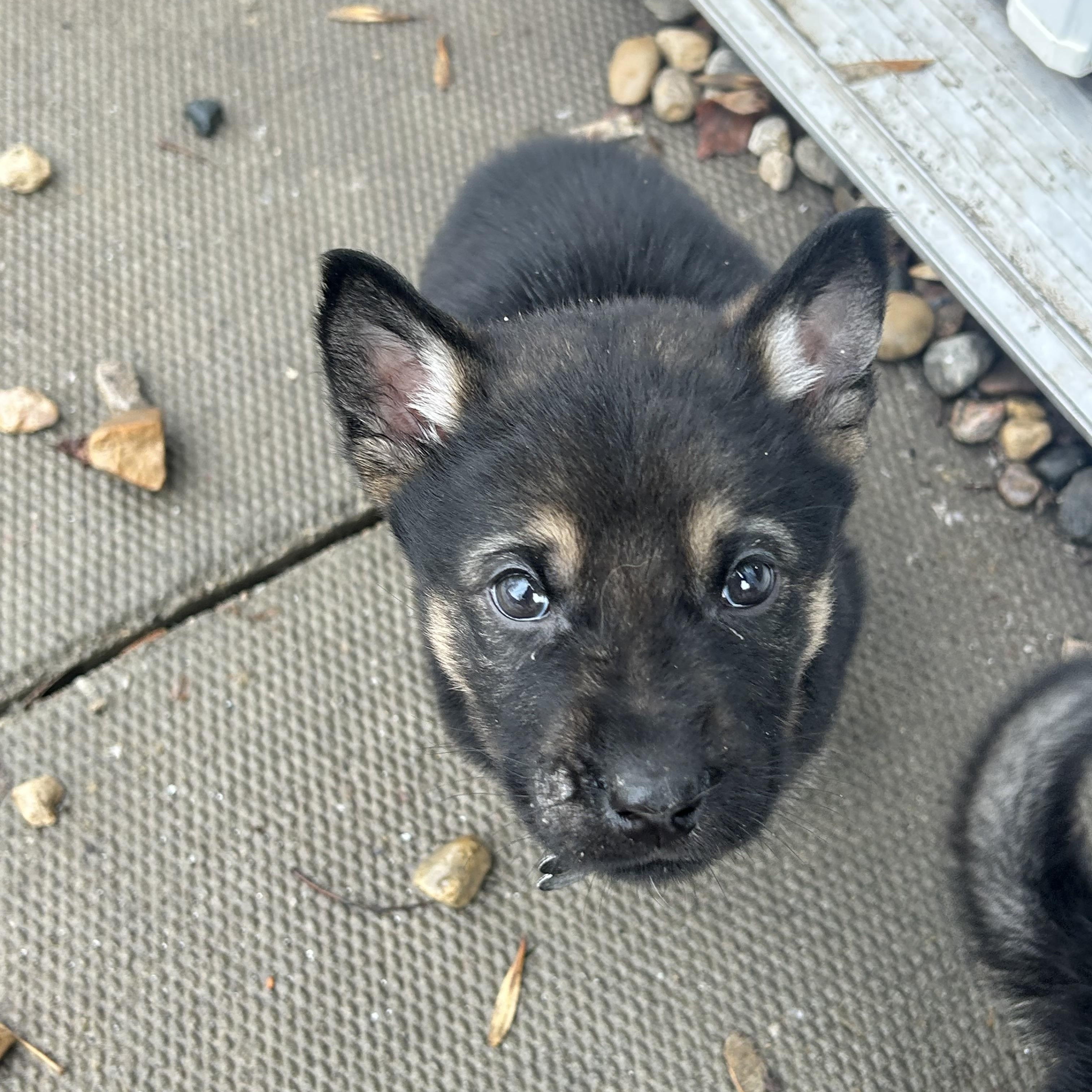 Enlarge Cypress, a ADOPTABLE Mixed Breed in Saskatoon, SK image 4/5