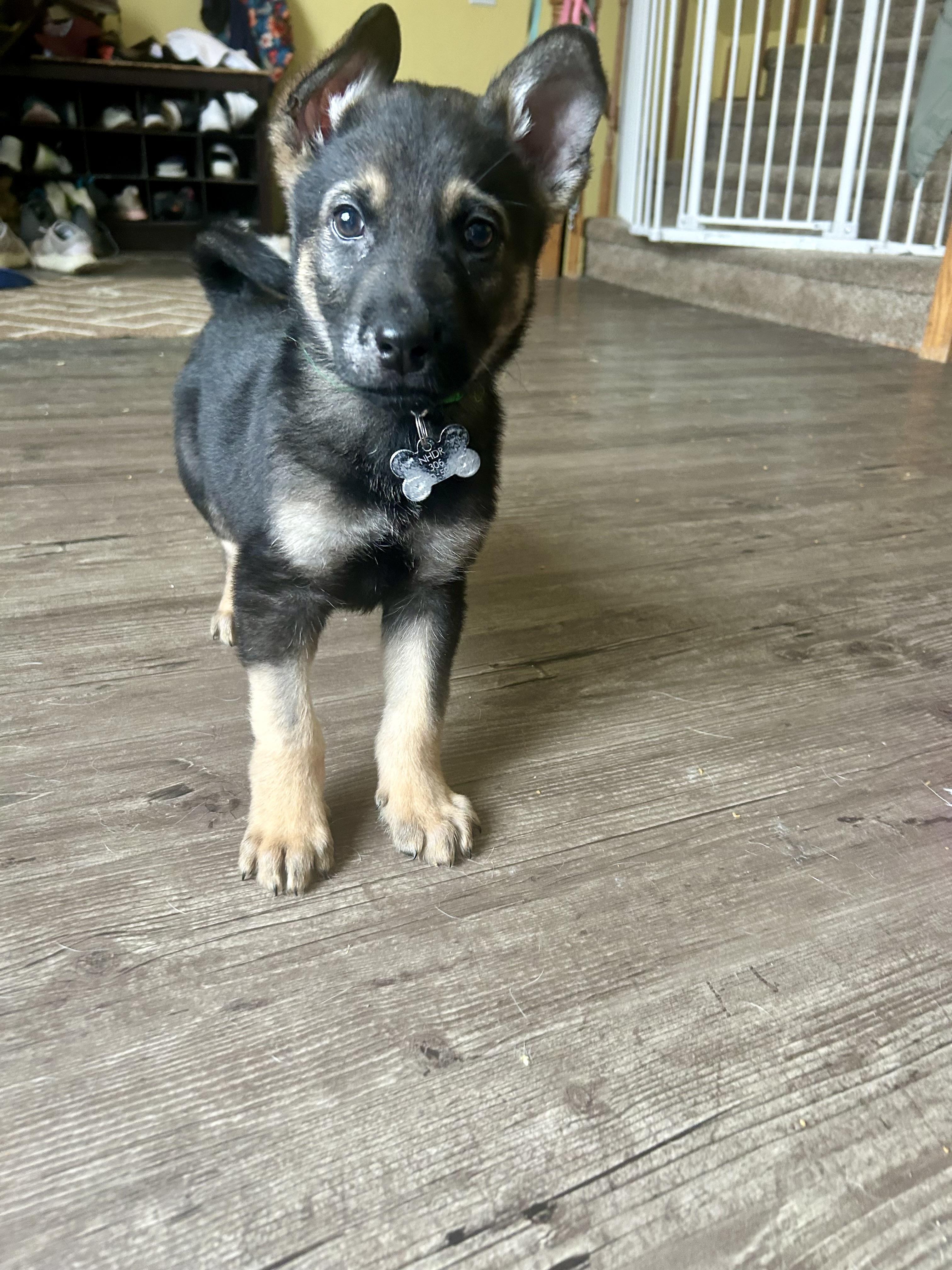 Enlarge Cypress, a ADOPTABLE Mixed Breed in Saskatoon, SK image 2/5