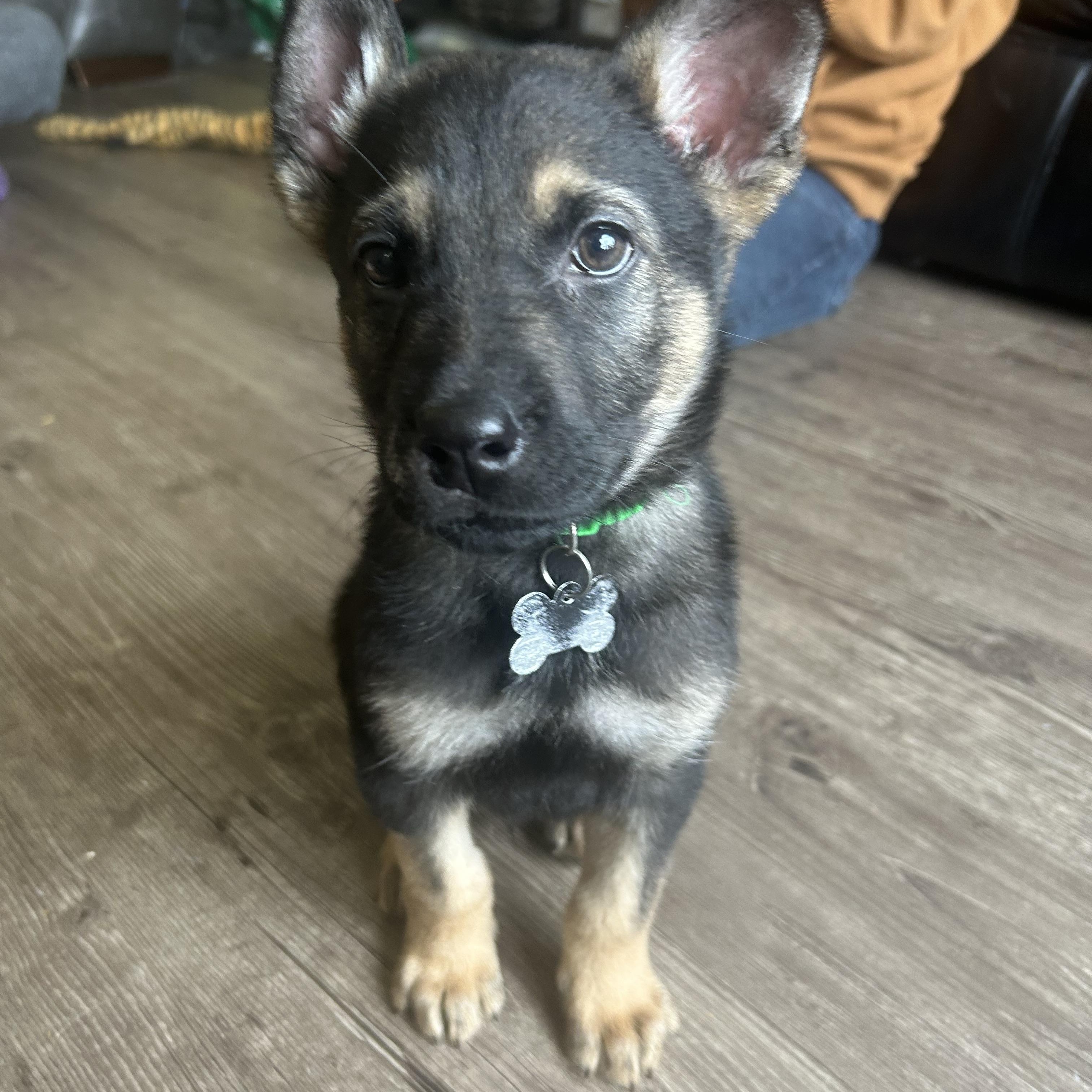 Enlarge Cypress, a ADOPTABLE Mixed Breed in Saskatoon, SK image 4/5