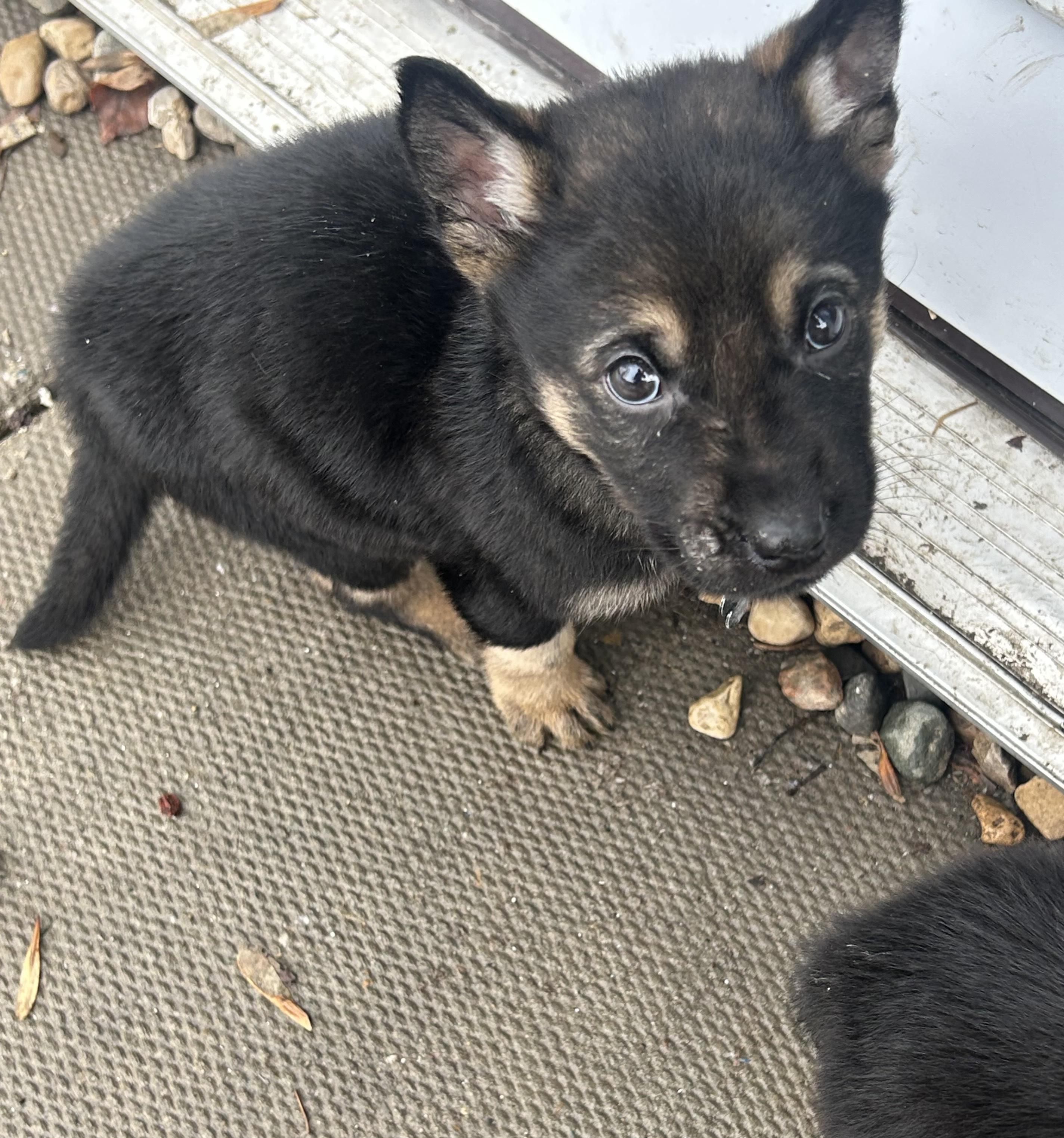 Enlarge Cypress, a ADOPTABLE Mixed Breed in Saskatoon, SK image 5/5