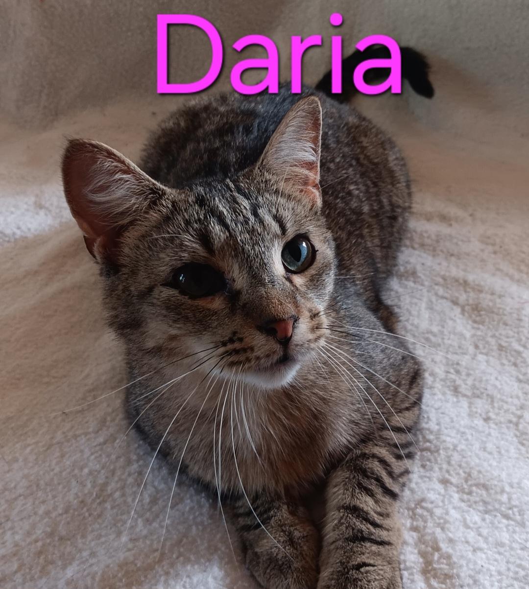 Daria, Adoptable, Young Female Domestic Short Hair.