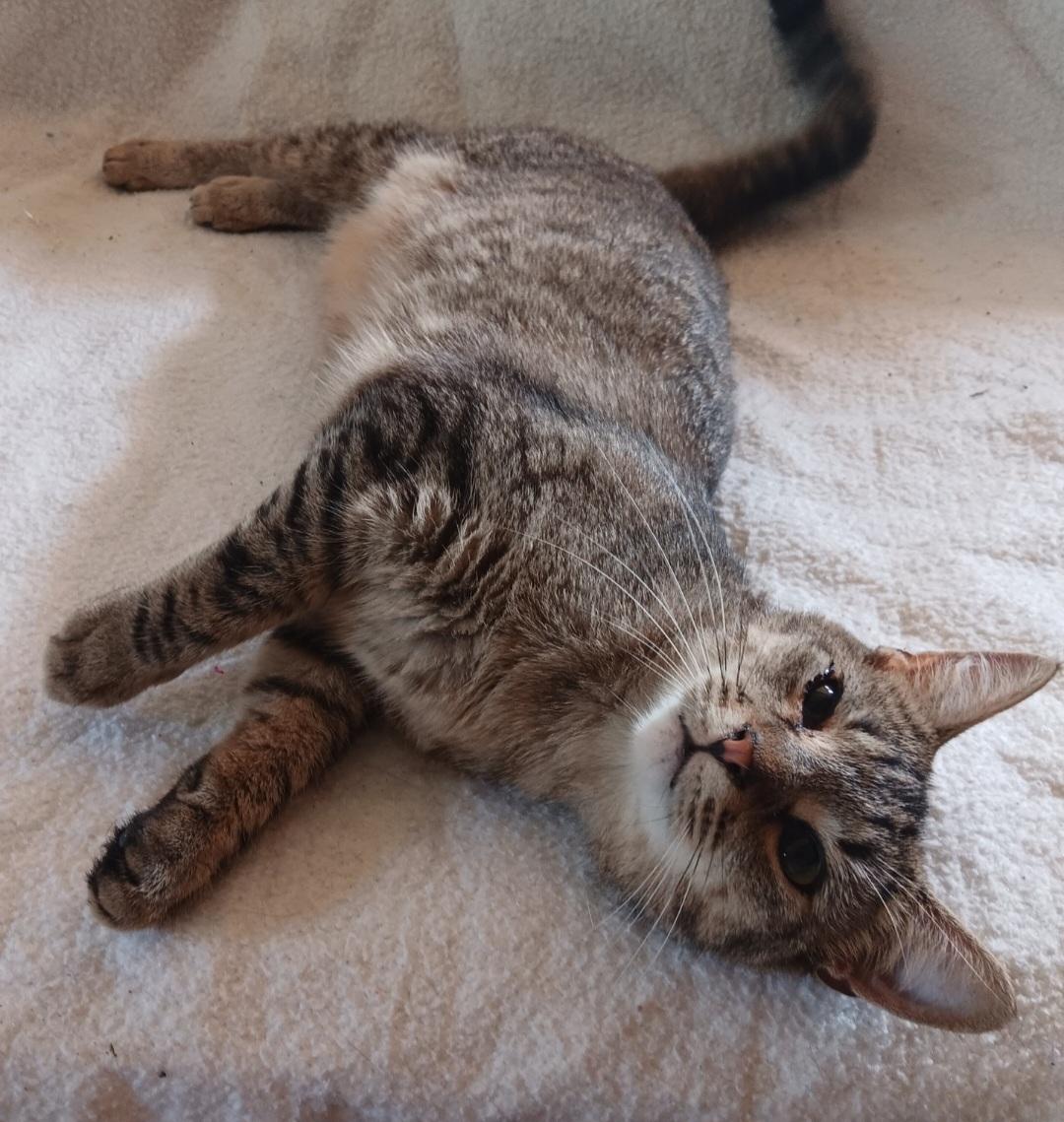 Daria, a Adoptable mixed breed in Peoria, IL image 2/2