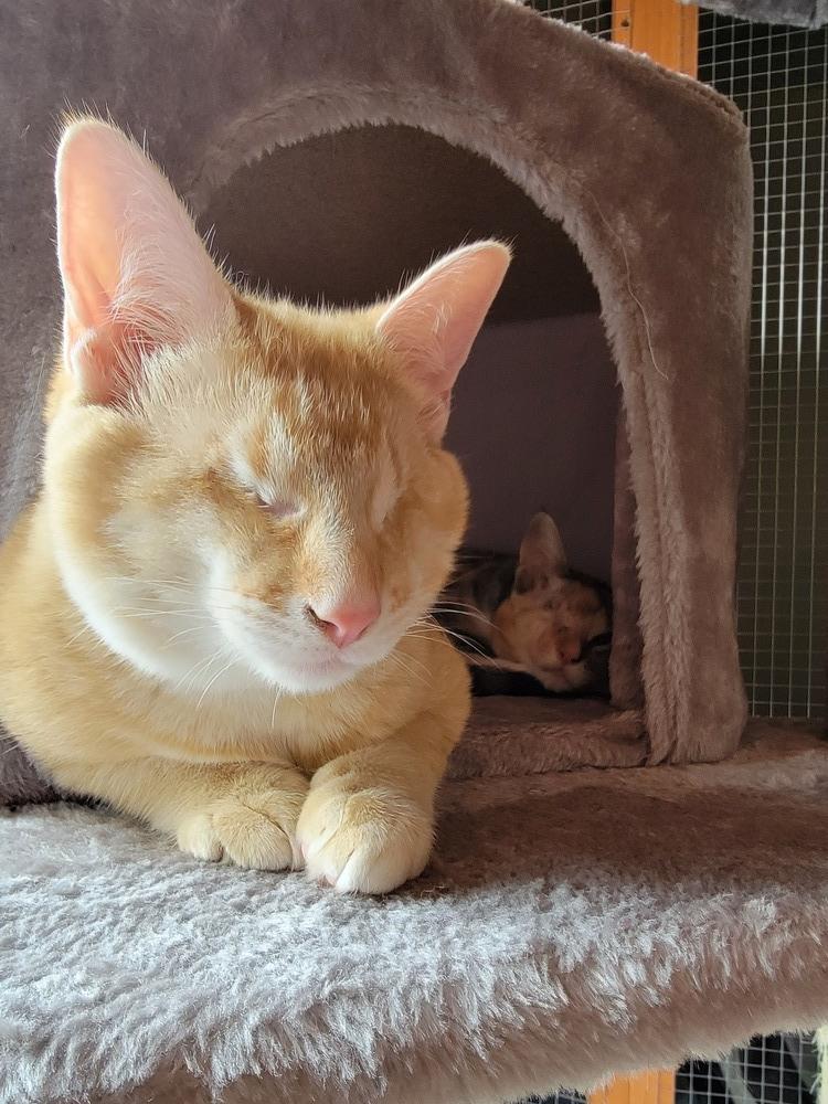 Cersei (bonded with Jaime), Adopted, Young Female Domestic Short Hair.