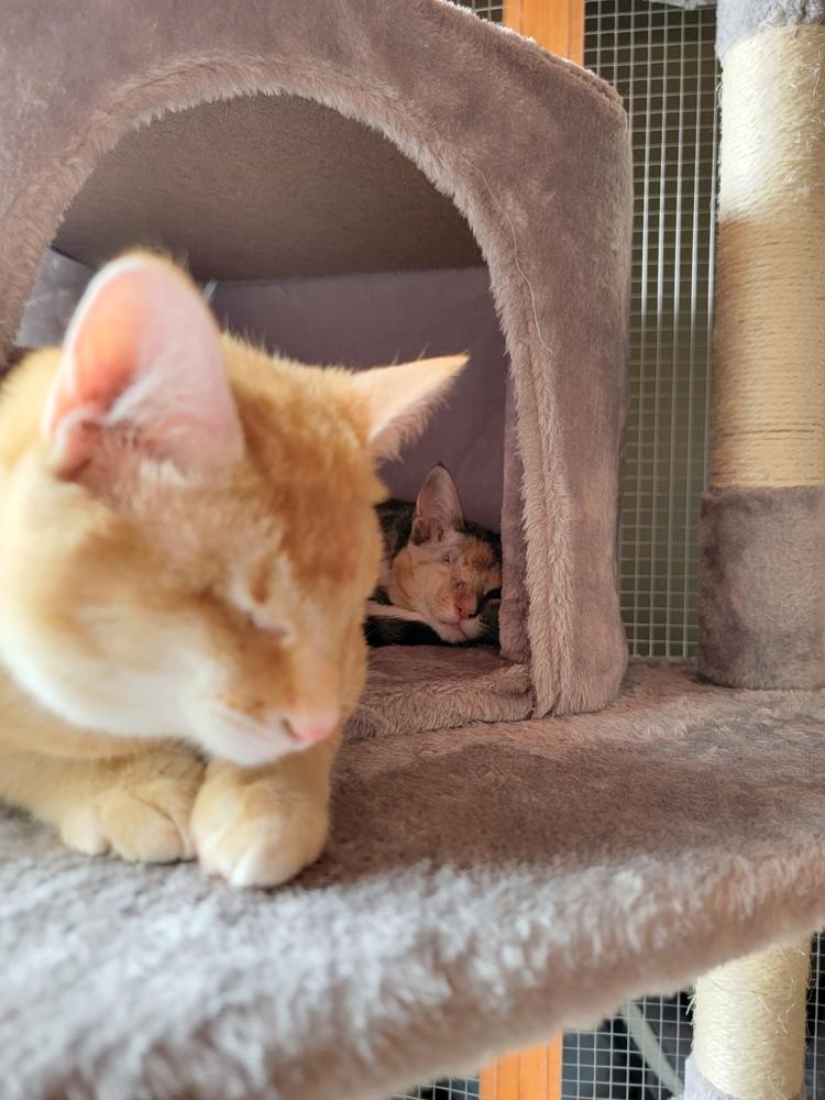 Enlarge Cersei (bonded with Jaime), a Adopted mixed breed in Pacifica, CA image 5/6