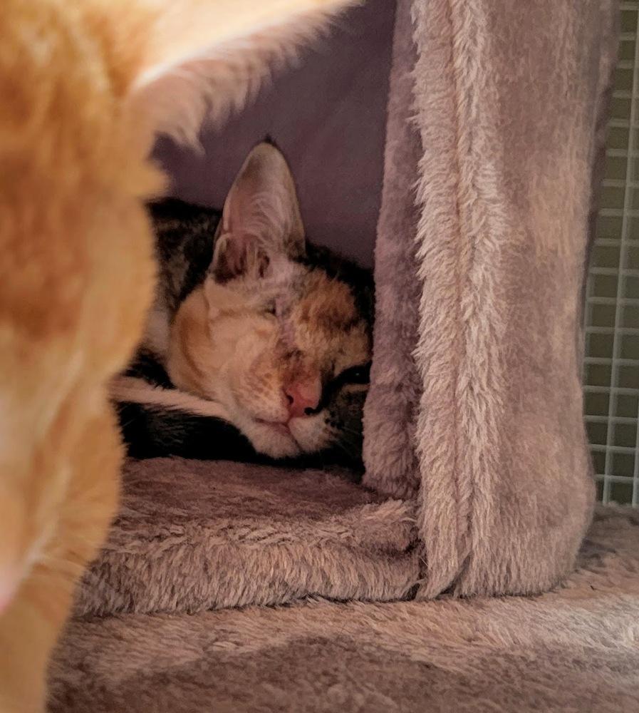 Enlarge Cersei (bonded with Jaime), a Adopted mixed breed in Pacifica, CA image 6/6