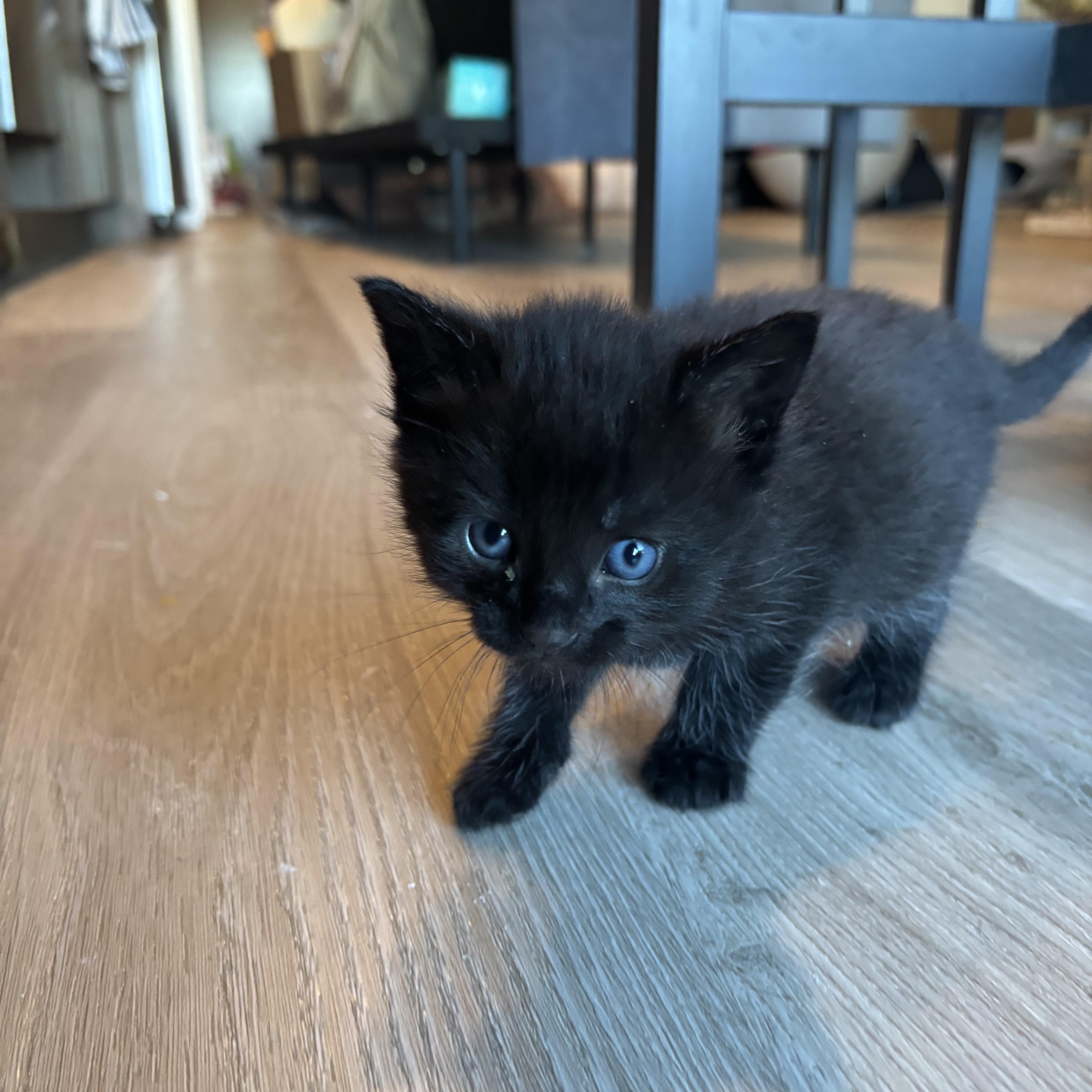 Kuchan, a ADOPTABLE Domestic Short Hair in Palatine, IL image 5/6