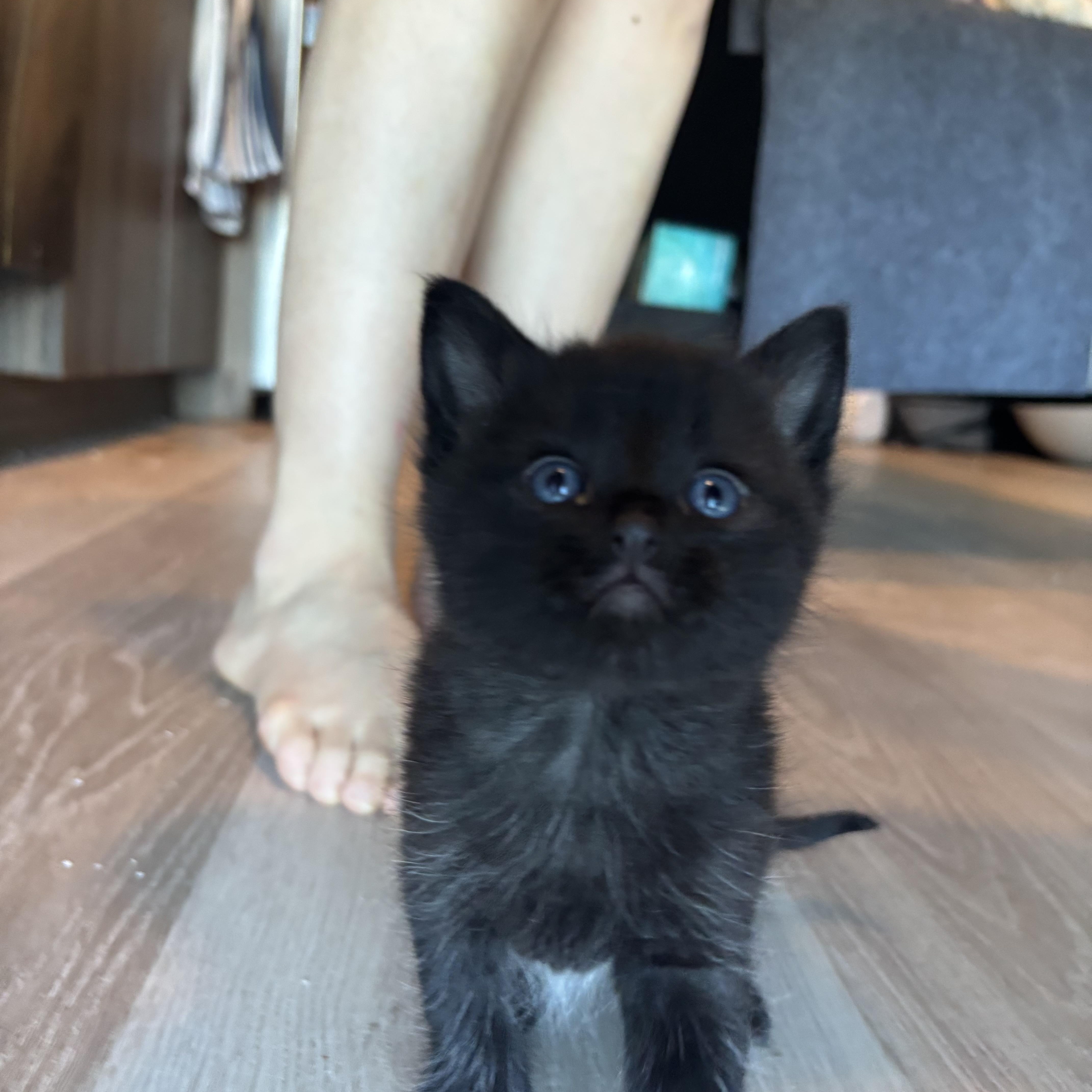 Kuchan, ADOPTABLE, Kitten Male Domestic Short Hair.