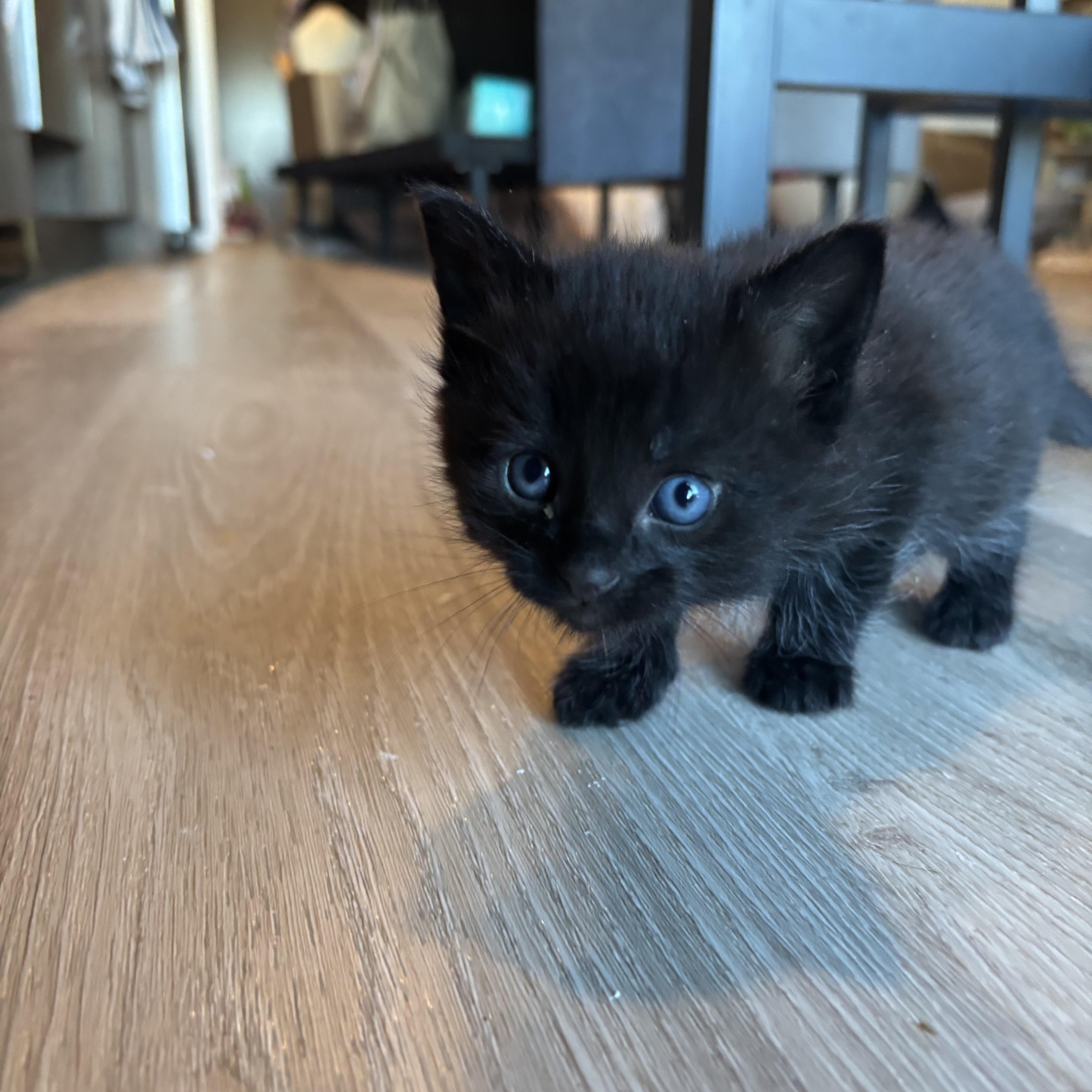 Kuchan, a ADOPTABLE Domestic Short Hair in Palatine, IL image 6/6