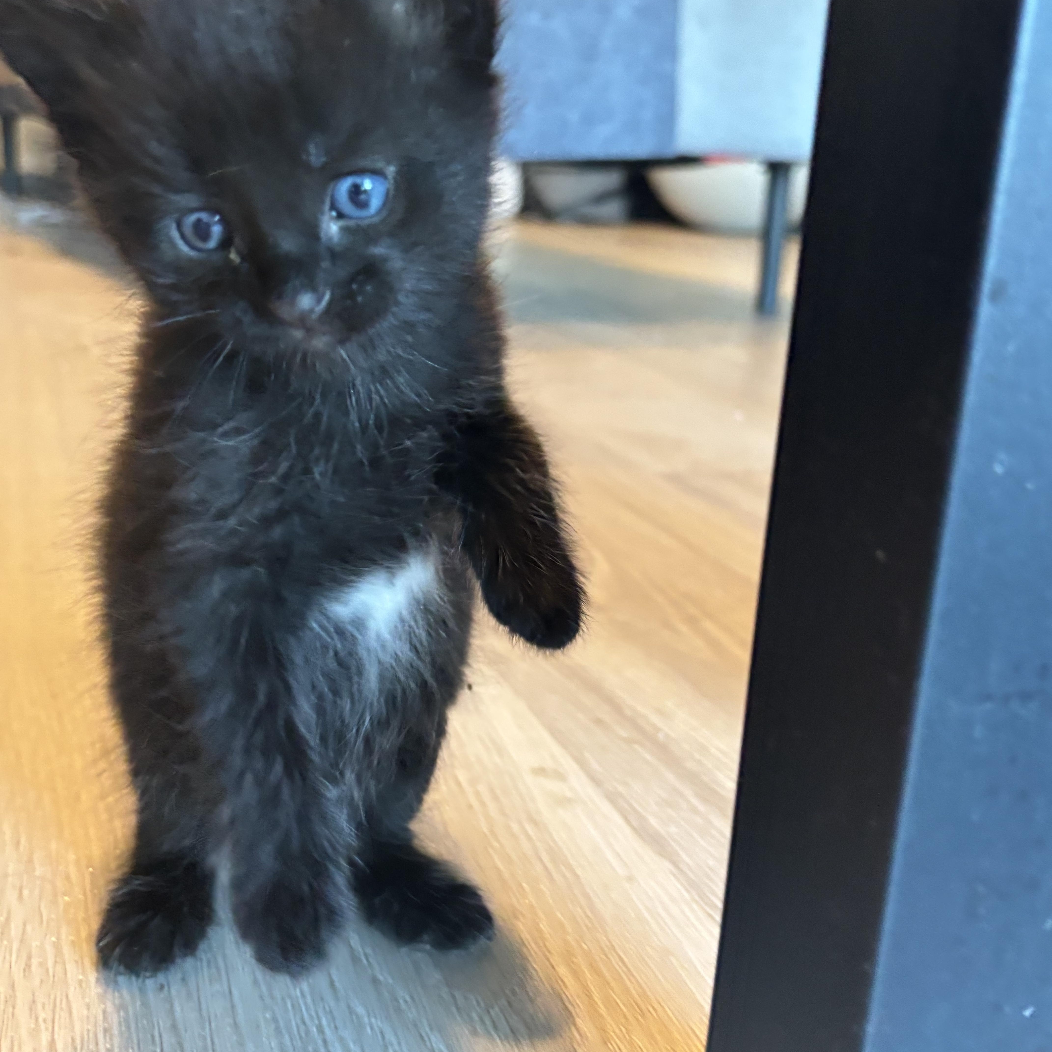 Kuchan, a ADOPTABLE Domestic Short Hair in Palatine, IL image 2/6