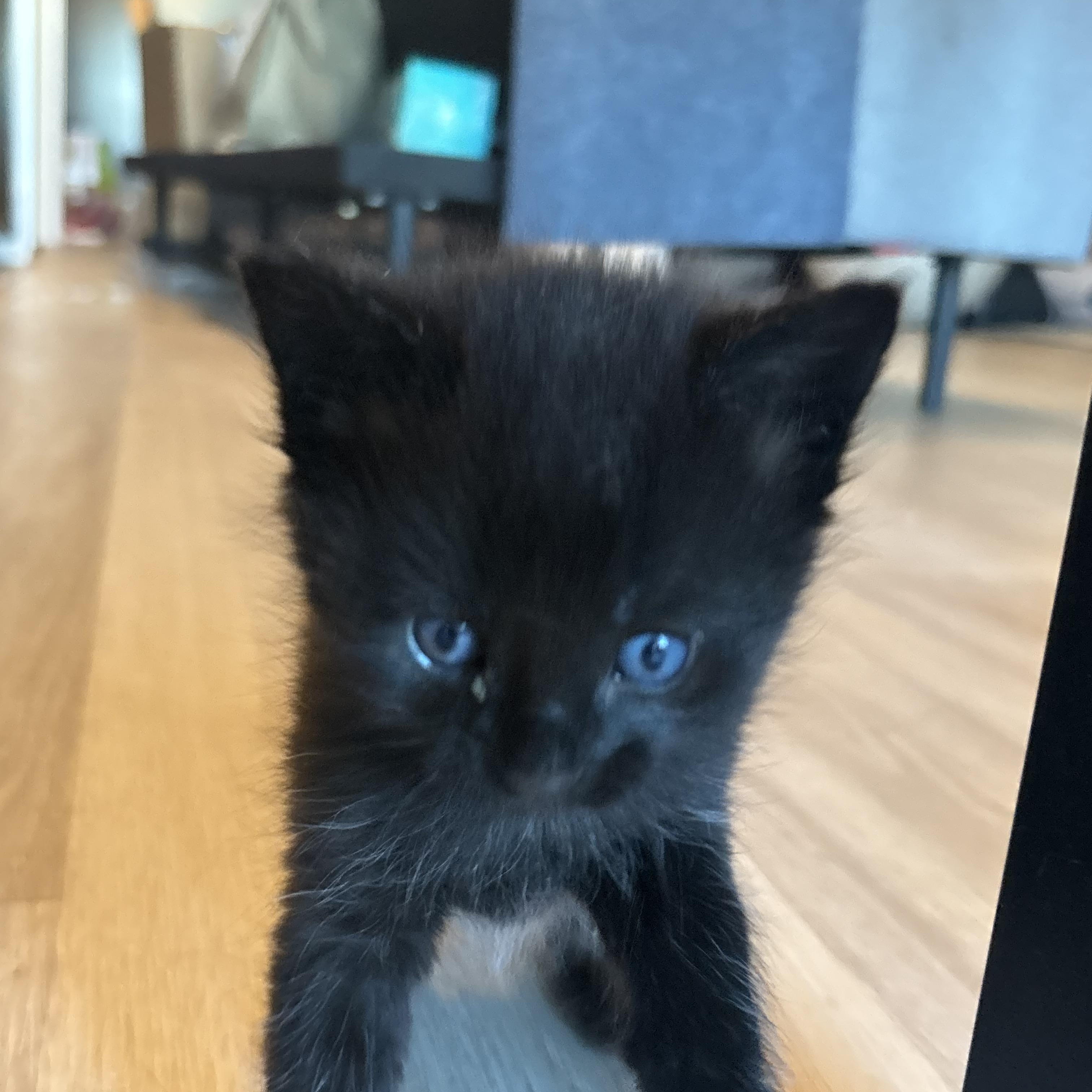 Kuchan, a ADOPTABLE Domestic Short Hair in Palatine, IL image 4/6