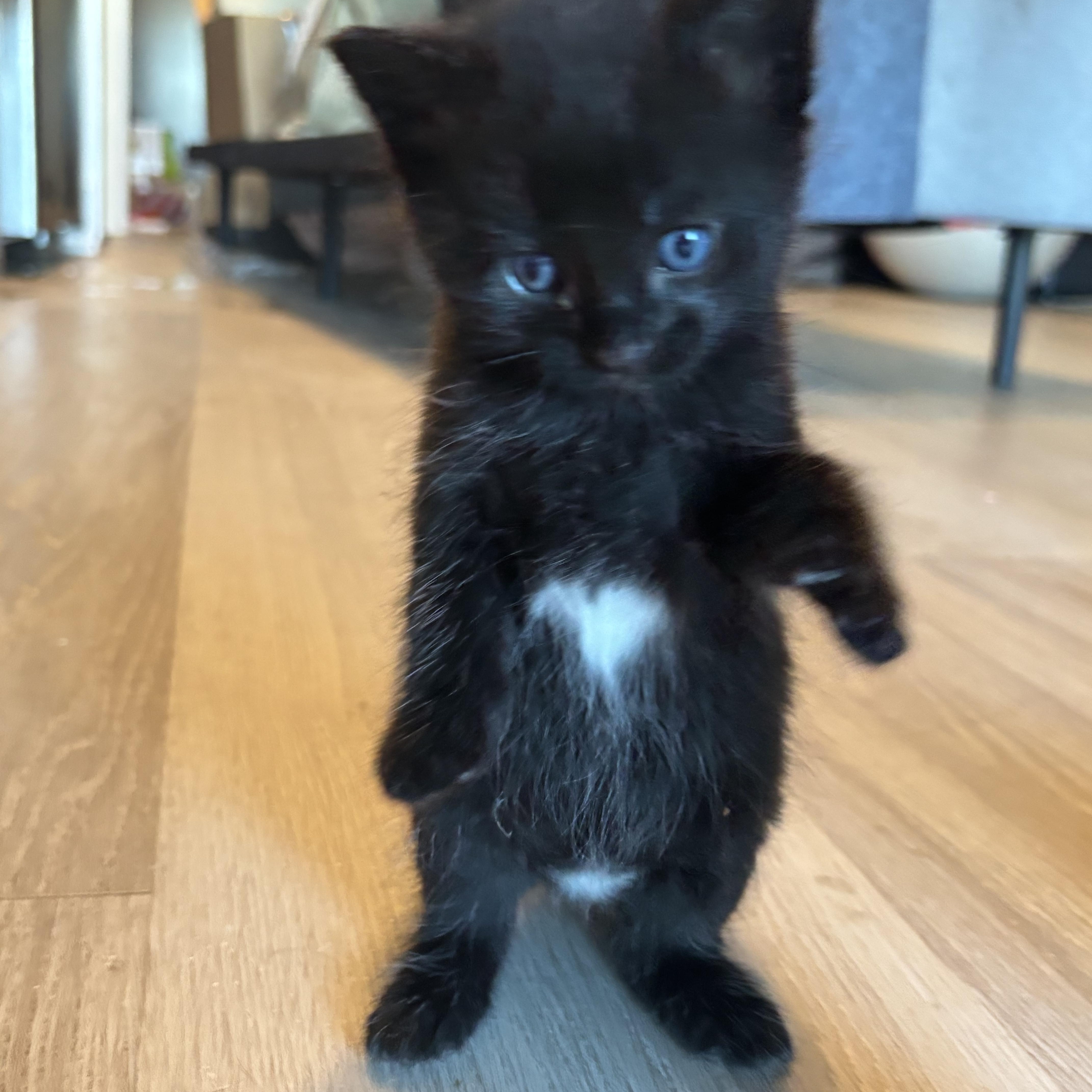 Kuchan, a ADOPTABLE Domestic Short Hair in Palatine, IL image 3/6