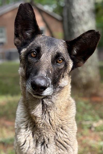 Enlarge Richard (WONDERFUL, Gentle, Companion Dog), a ADOPTABLE Belgian Shepherd / Malinois in Newfoundland, PA image 4/5