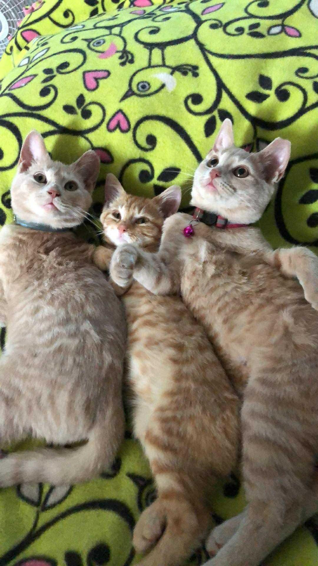 Enlarge Petunia, a Adoptable Domestic Short Hair in Quincy, OH image 2/3