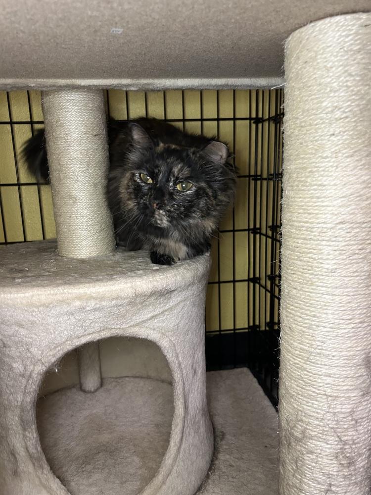 Oak, Adoptable, Young Female Domestic Long Hair.