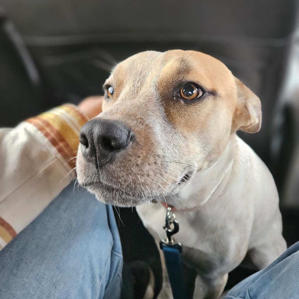 Chewy, a Adoptable mixed breed in Midland, TX image 1/4