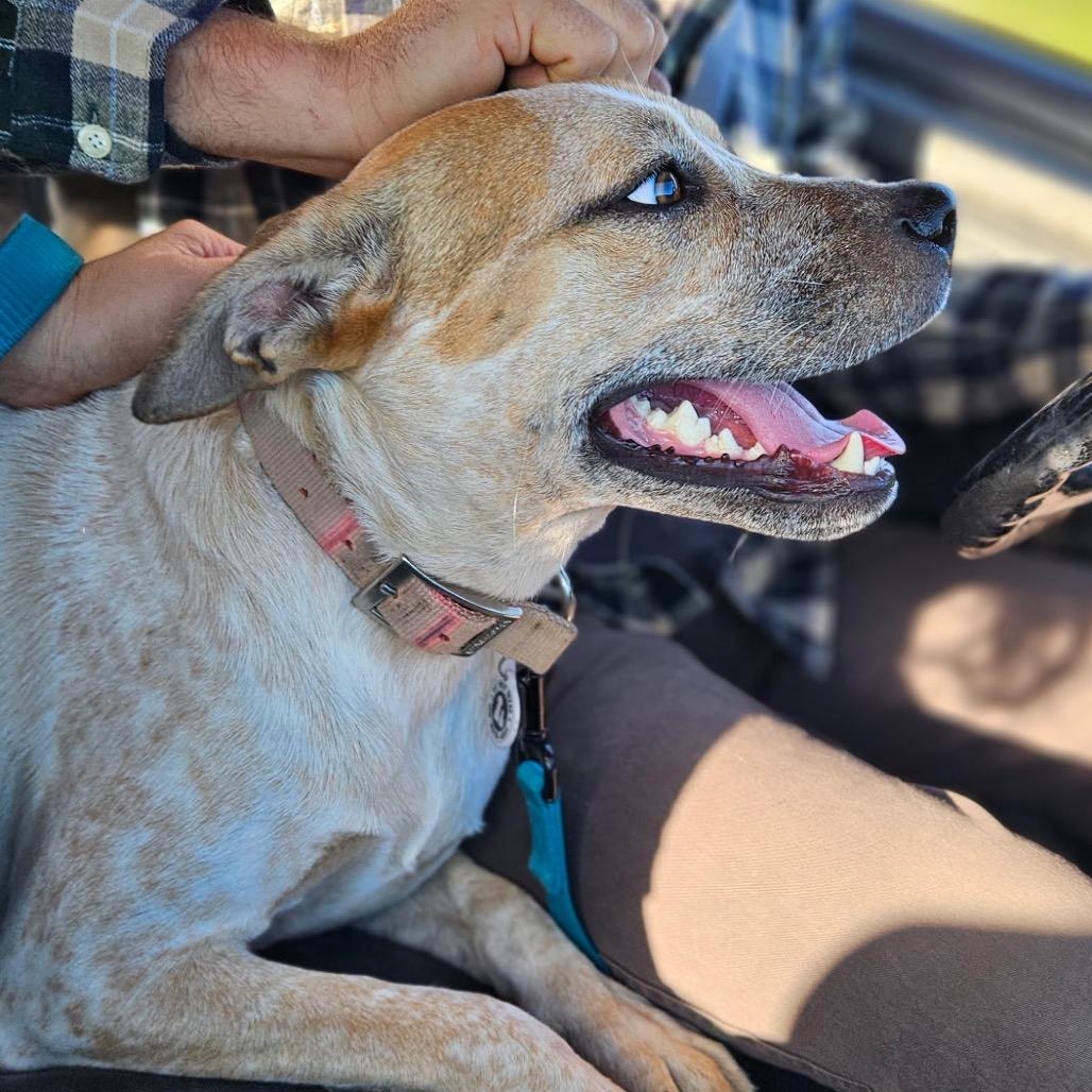 Chewy, a Adoptable mixed breed in Midland, TX image 2/4