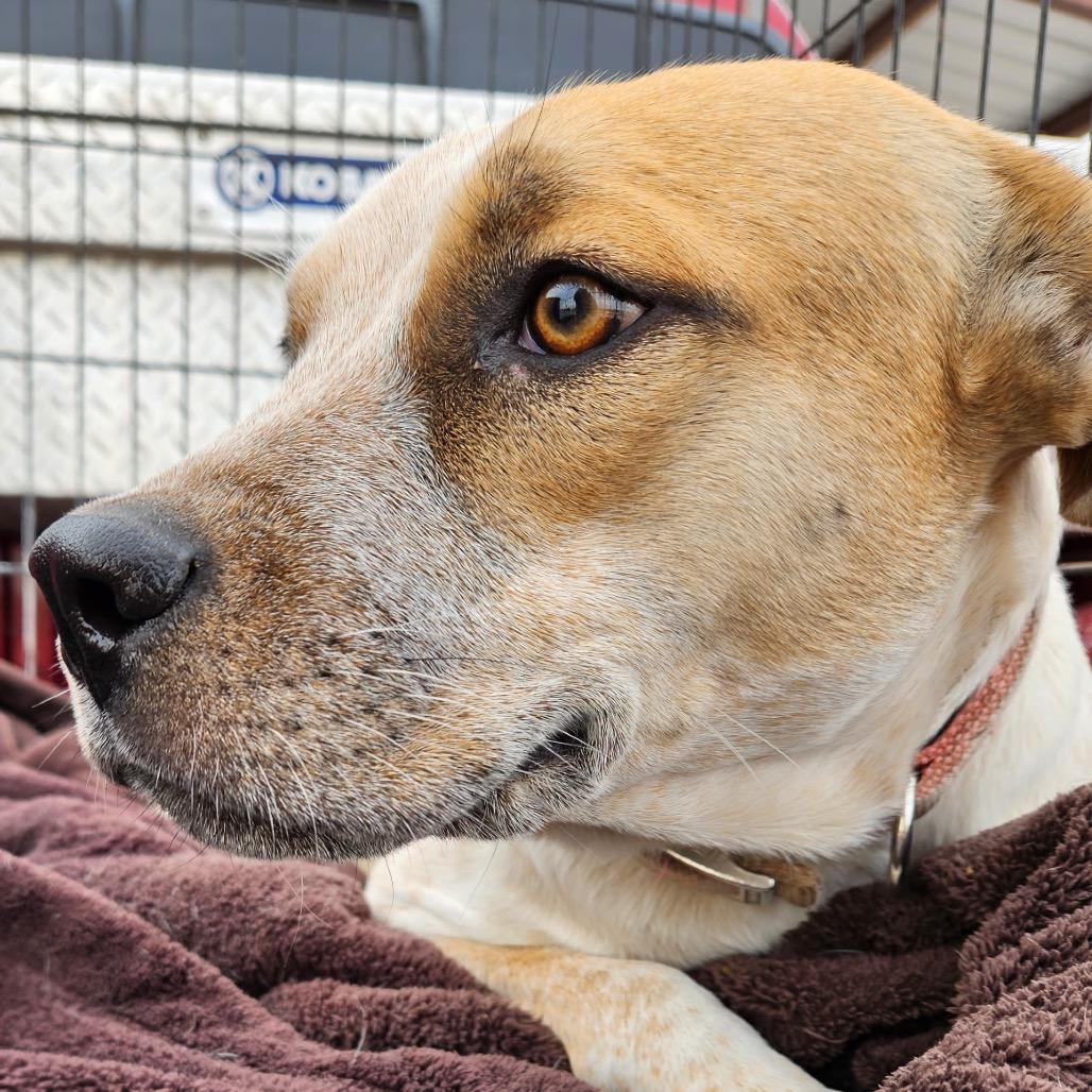 Chewy, a Adoptable mixed breed in Midland, TX image 3/4